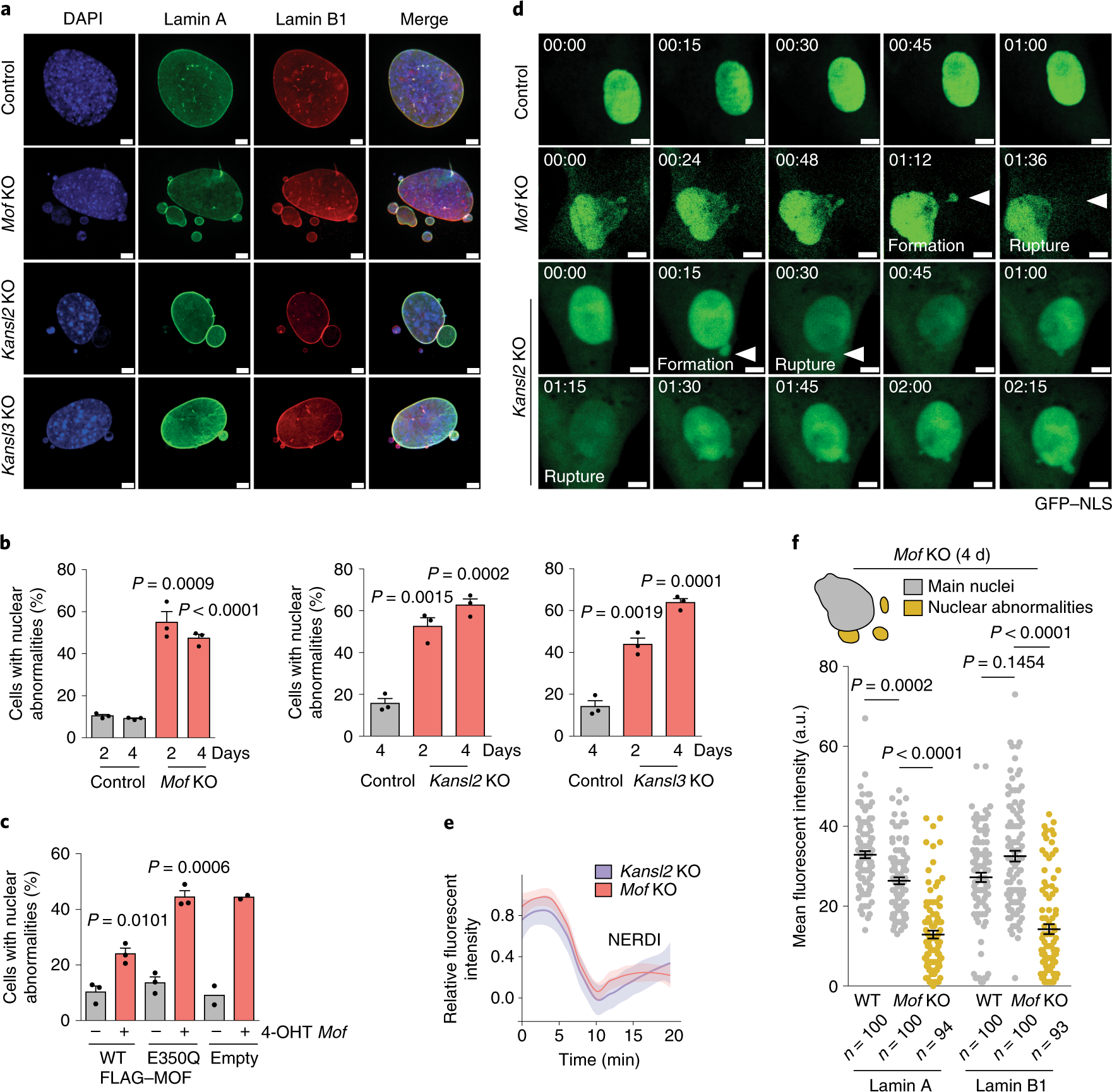 NSL complex maintains nuclear stability lamin acetylation | Nature Cell Biology