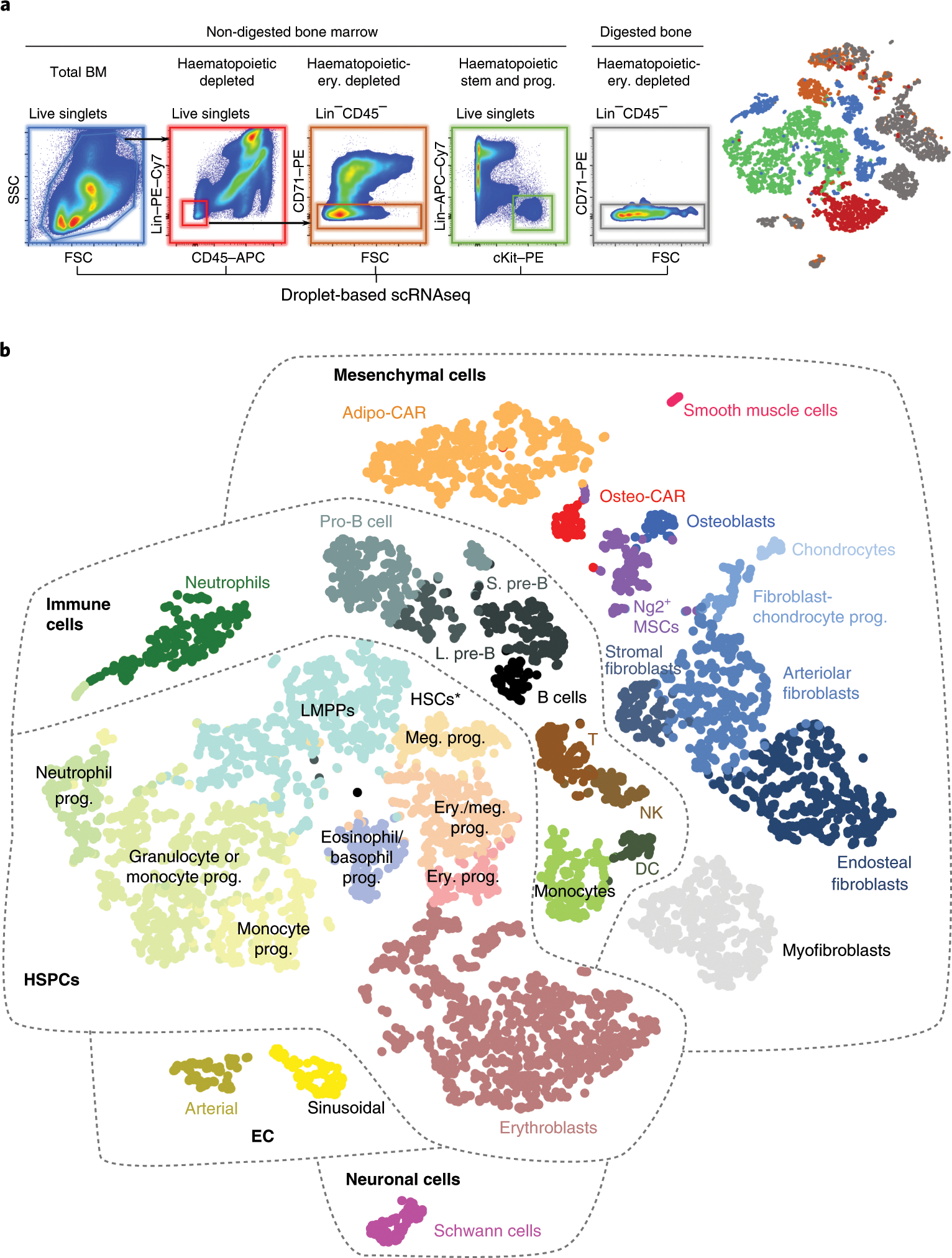 https://media.springernature.com/full/springer-static/image/art%3A10.1038%2Fs41556-019-0439-6/MediaObjects/41556_2019_439_Fig1_HTML.png