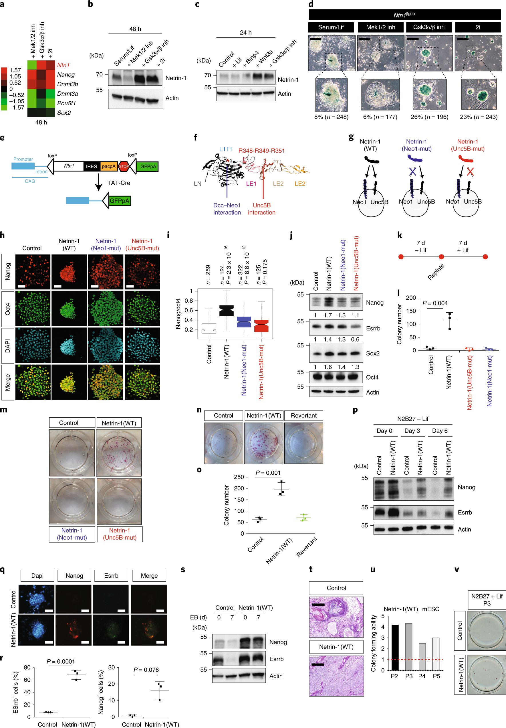 Netrin 1 Promotes Naive Pluripotency Through Neo1 And Unc5b Co