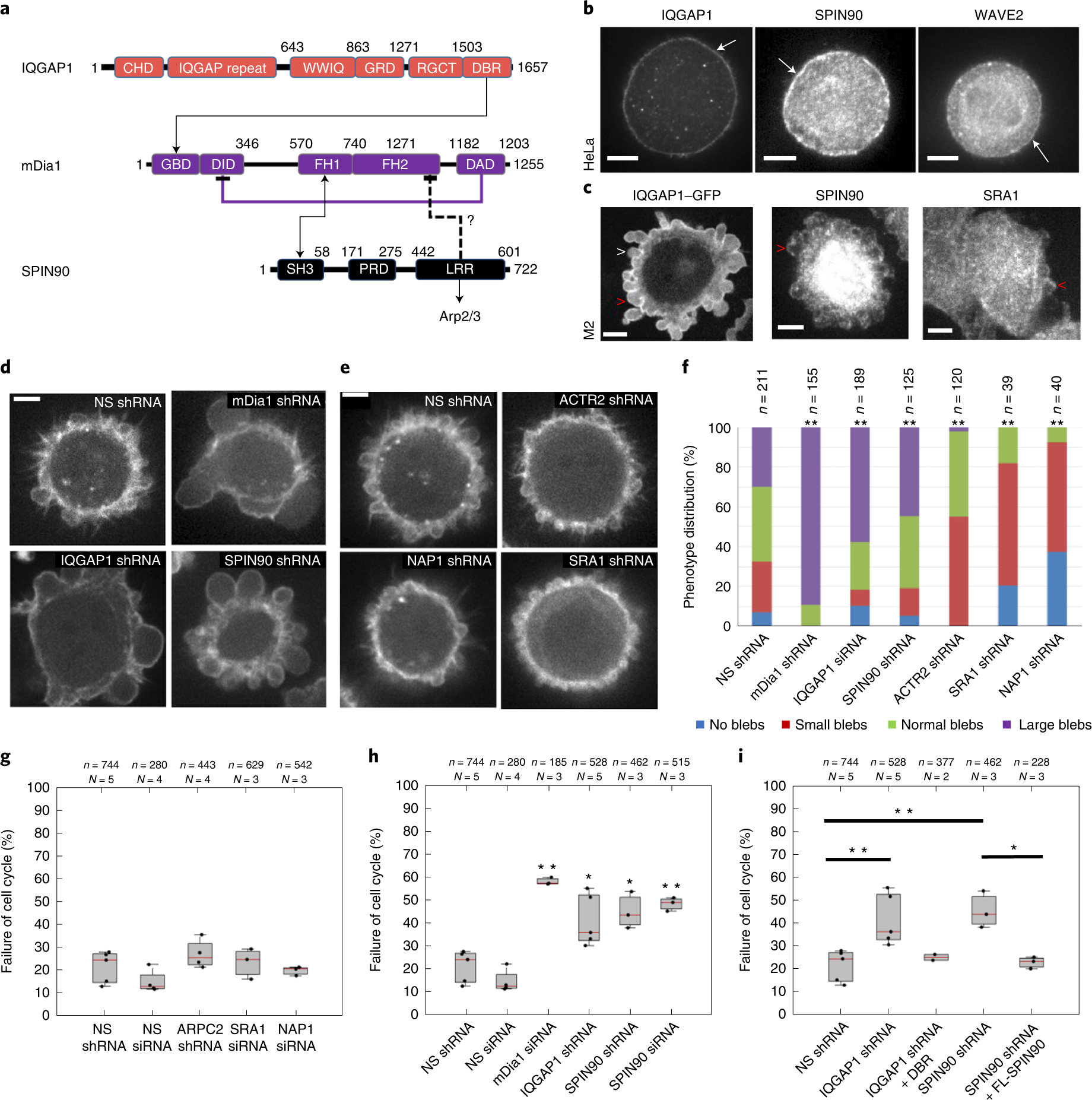 Spin90 Associates With Mdia1 And The Arp2 3 Complex To Regulate Cortical Actin Organization Nature Cell Biology
