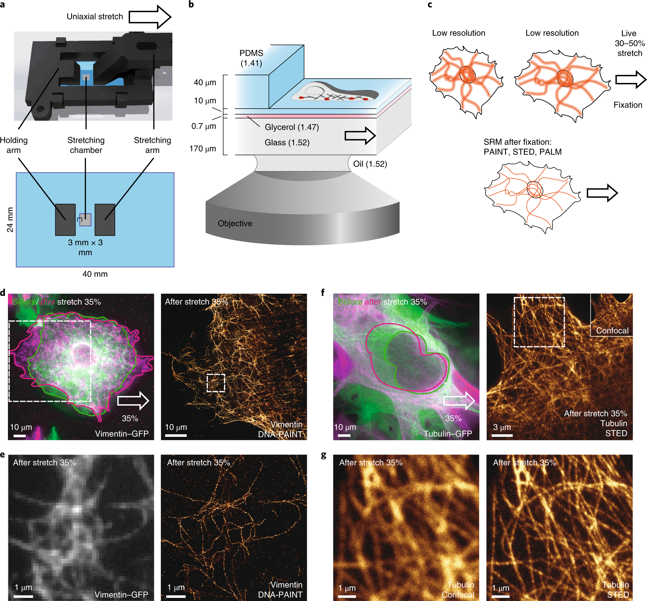 Cell stretching is amplified by active actin remodelling to deform and  recruit proteins in mechanosensitive structures | Nature Cell Biology