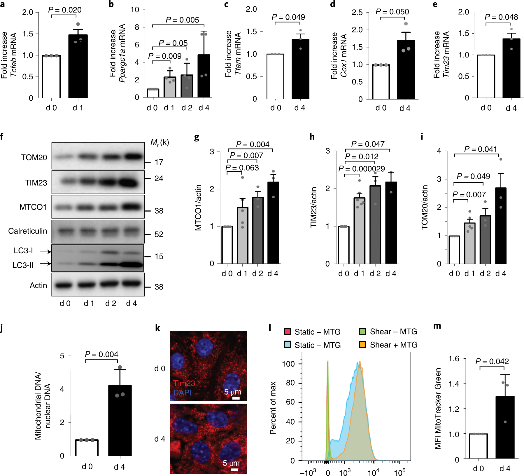 The Primary Cilium And Lipophagy Translate Mechanical Forces To Direct Metabolic Adaptation Of Kidney Epithelial Cells Nature Cell Biology