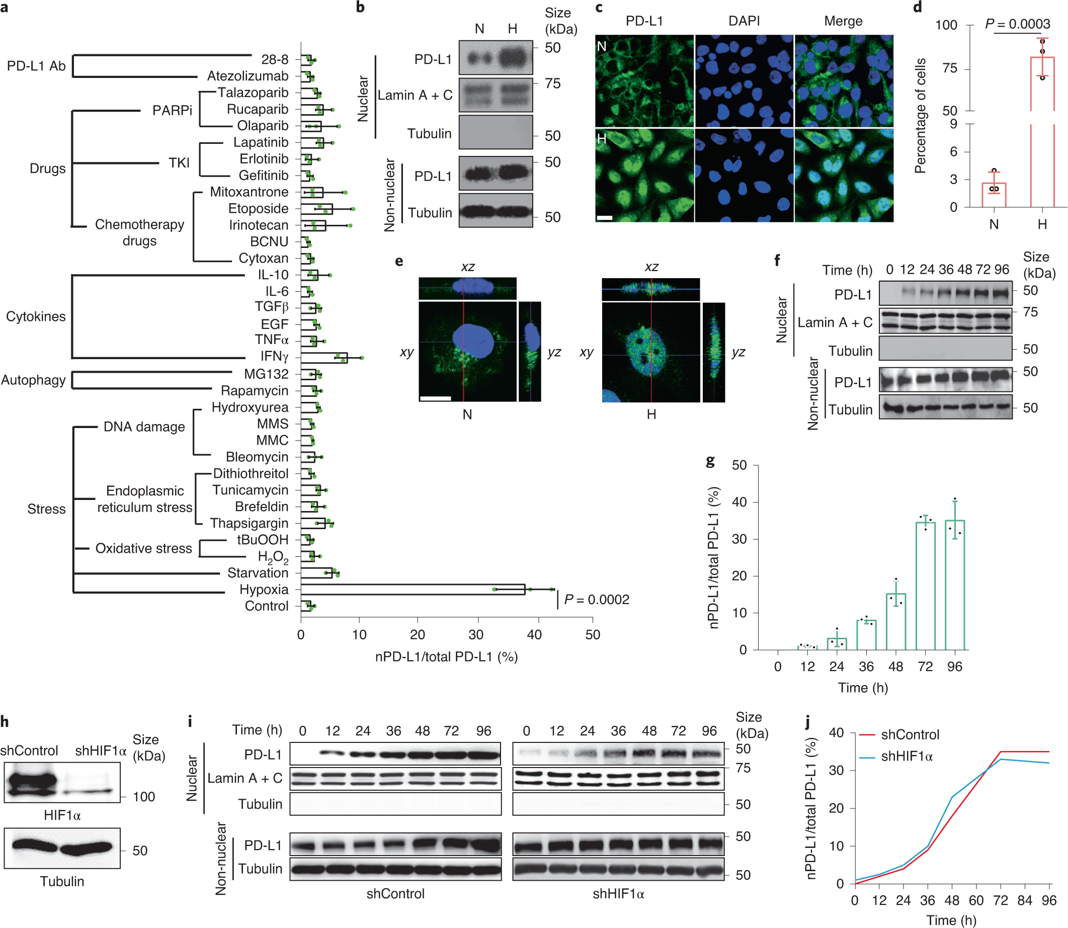 PD-L1-mediated gasdermin C expression switches apoptosis to pyroptosis in  cancer cells and facilitates tumour necrosis | Nature Cell Biology