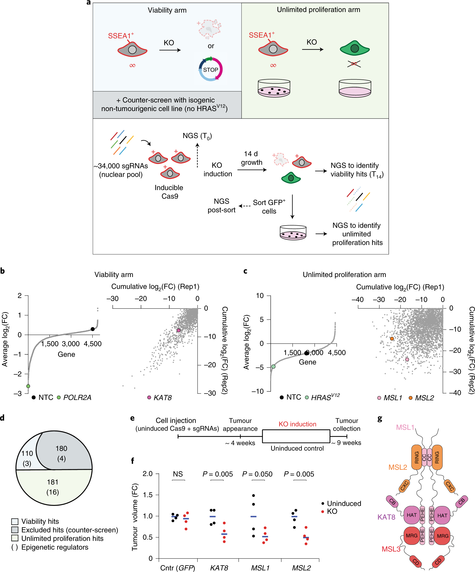 Disruption Of The Msl Complex Inhibits Tumour Maintenance By Exacerbating Chromosomal Instability Nature Cell Biology