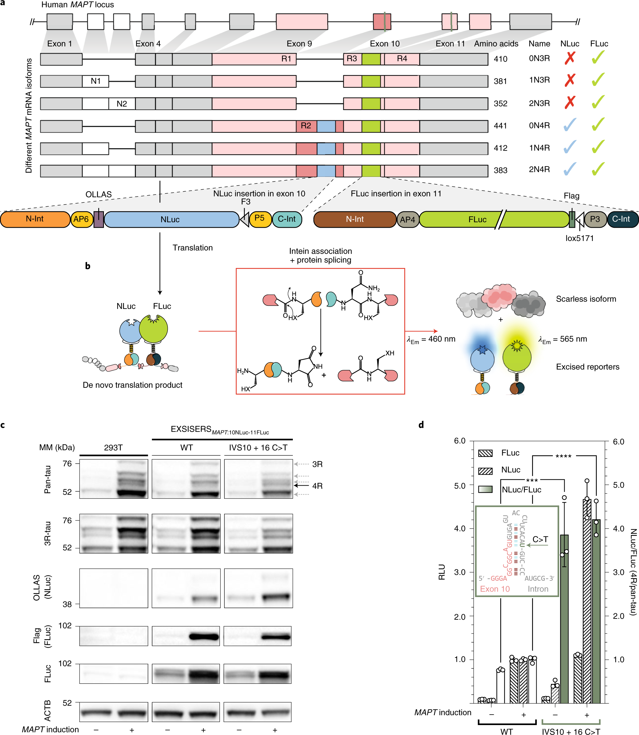 Non-invasive and high-throughput interrogation of exon-specific isoform  expression | Nature Cell Biology