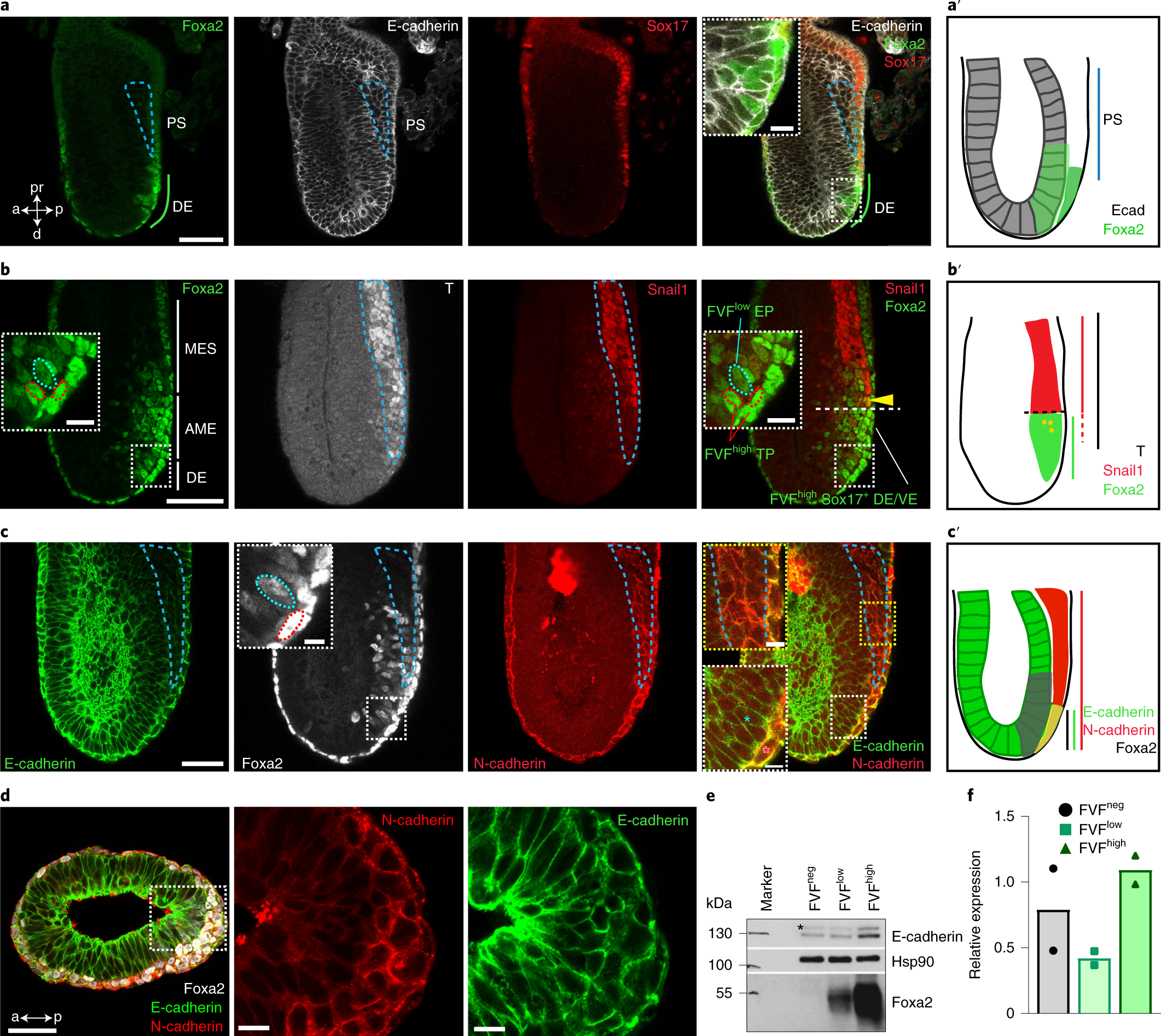 Epithelial cell plasticity drives endoderm formation during gastrulation