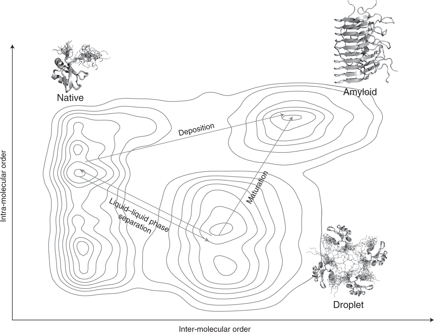 Generic Nature Of The Condensed States Of Proteins Nature Cell Biology