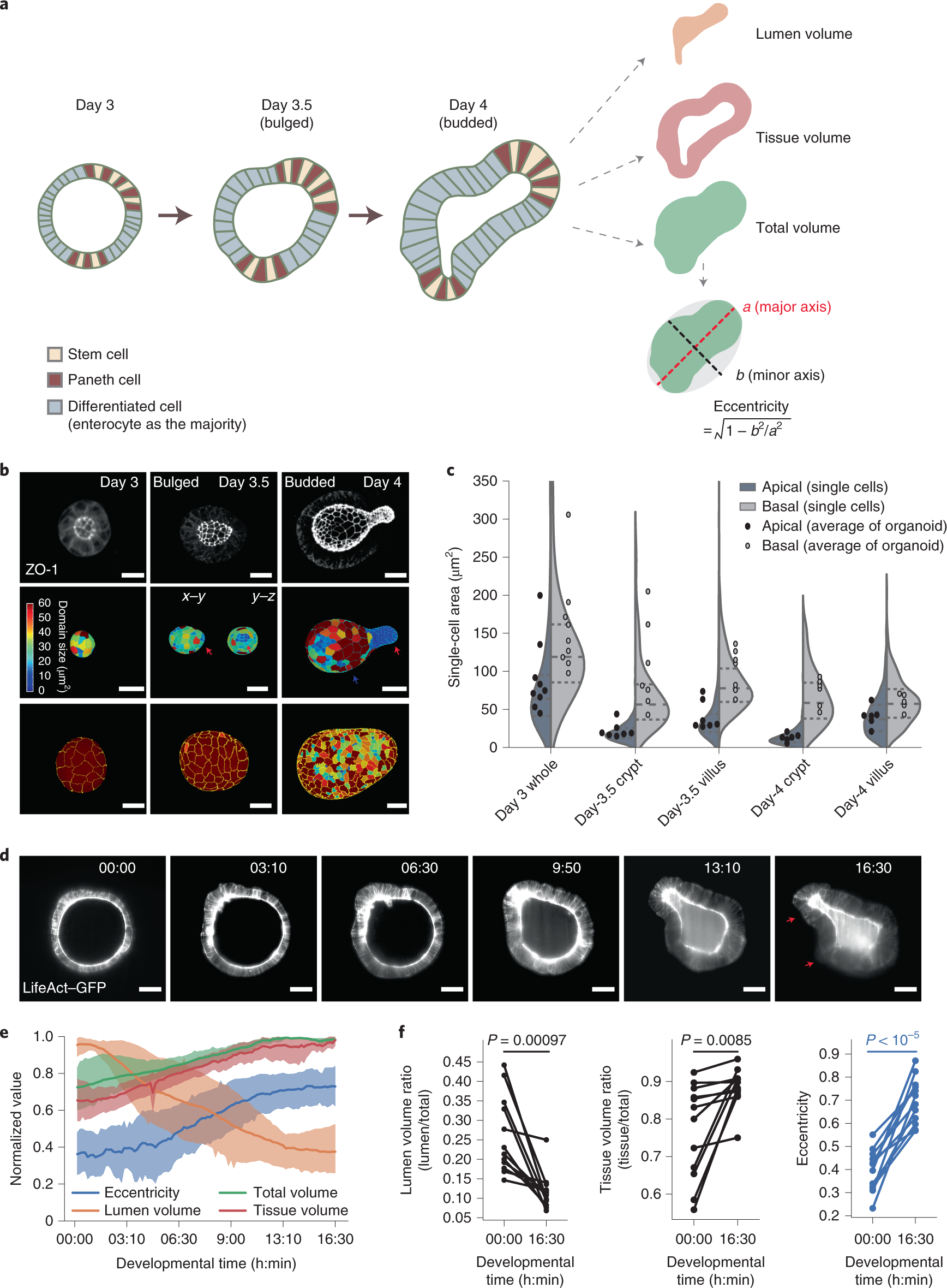 SciELO - Brasil - The potential antidiabetic properties of Liang (<i>Gnetum  gnemon</i> var.<i>tenerum</i>) leaves The potential antidiabetic properties  of Liang (<i>Gnetum gnemon</i> var.<i>tenerum</i>) leaves