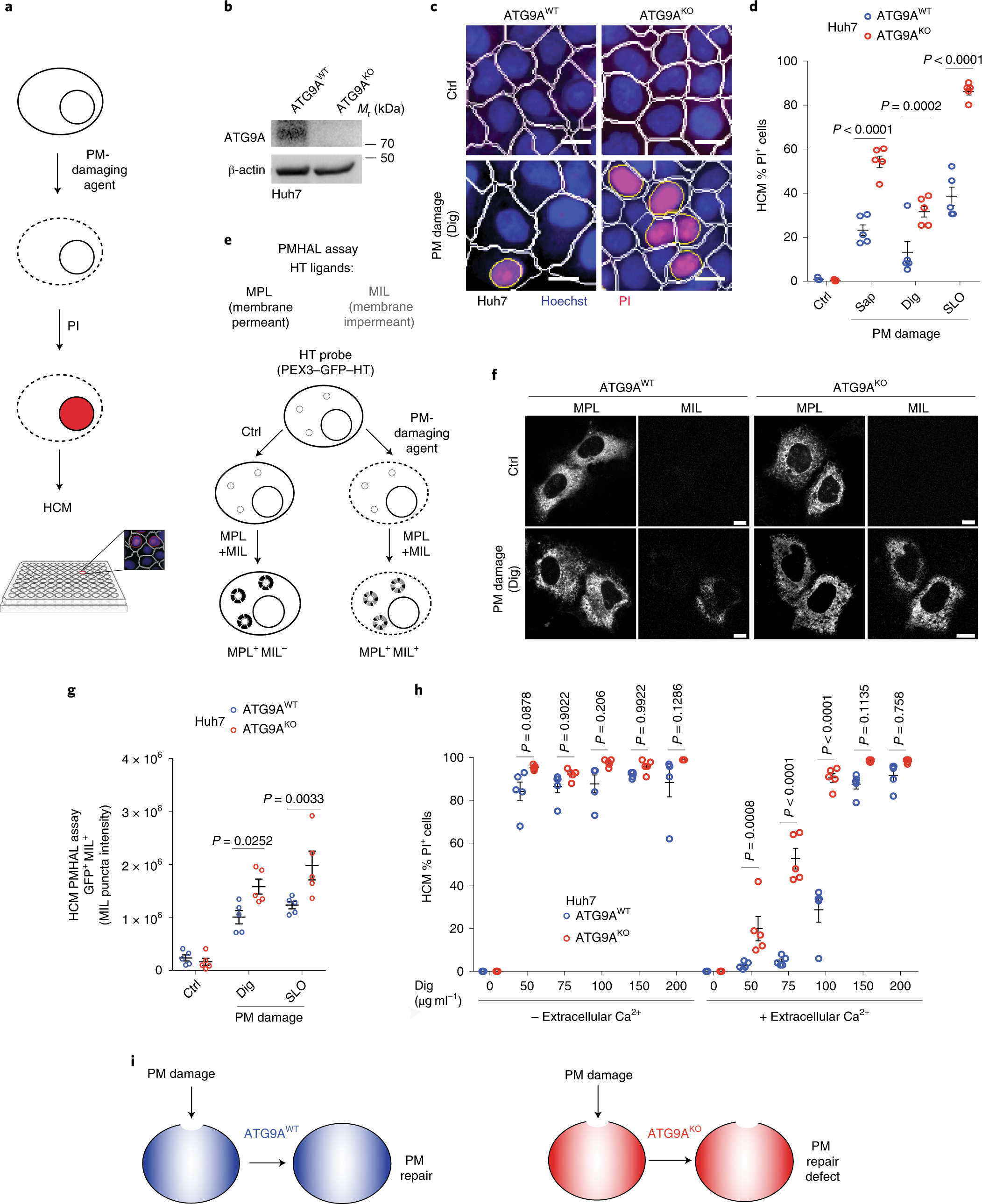 Atg9a Protects The Plasma Membrane From Programmed And Incidental Permeabilization Nature Cell Biology
