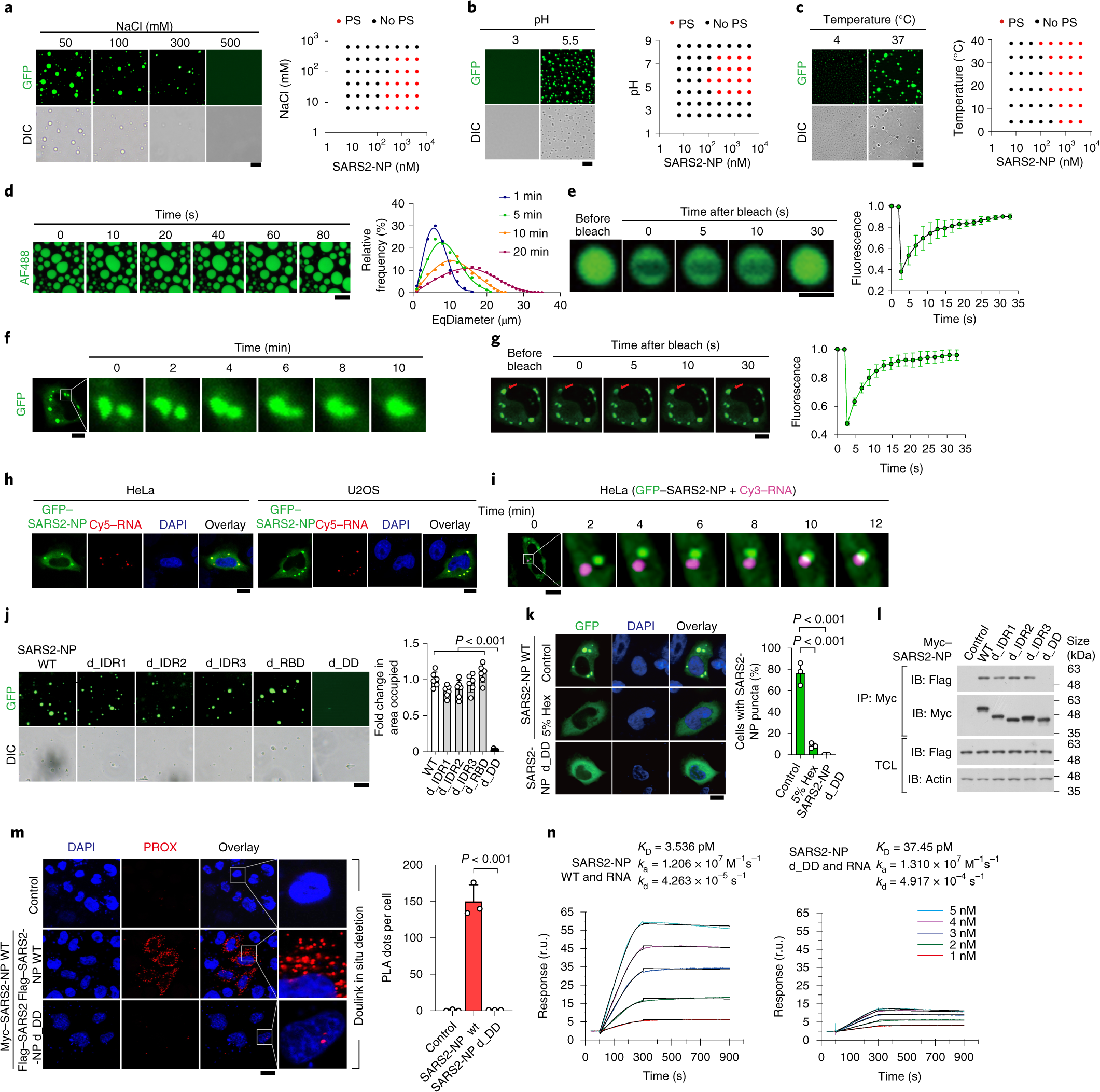 Targeting liquid–liquid phase separation of SARS-CoV-2 nucleocapsid protein  promotes innate antiviral immunity by elevating MAVS activity | Nature Cell  Biology