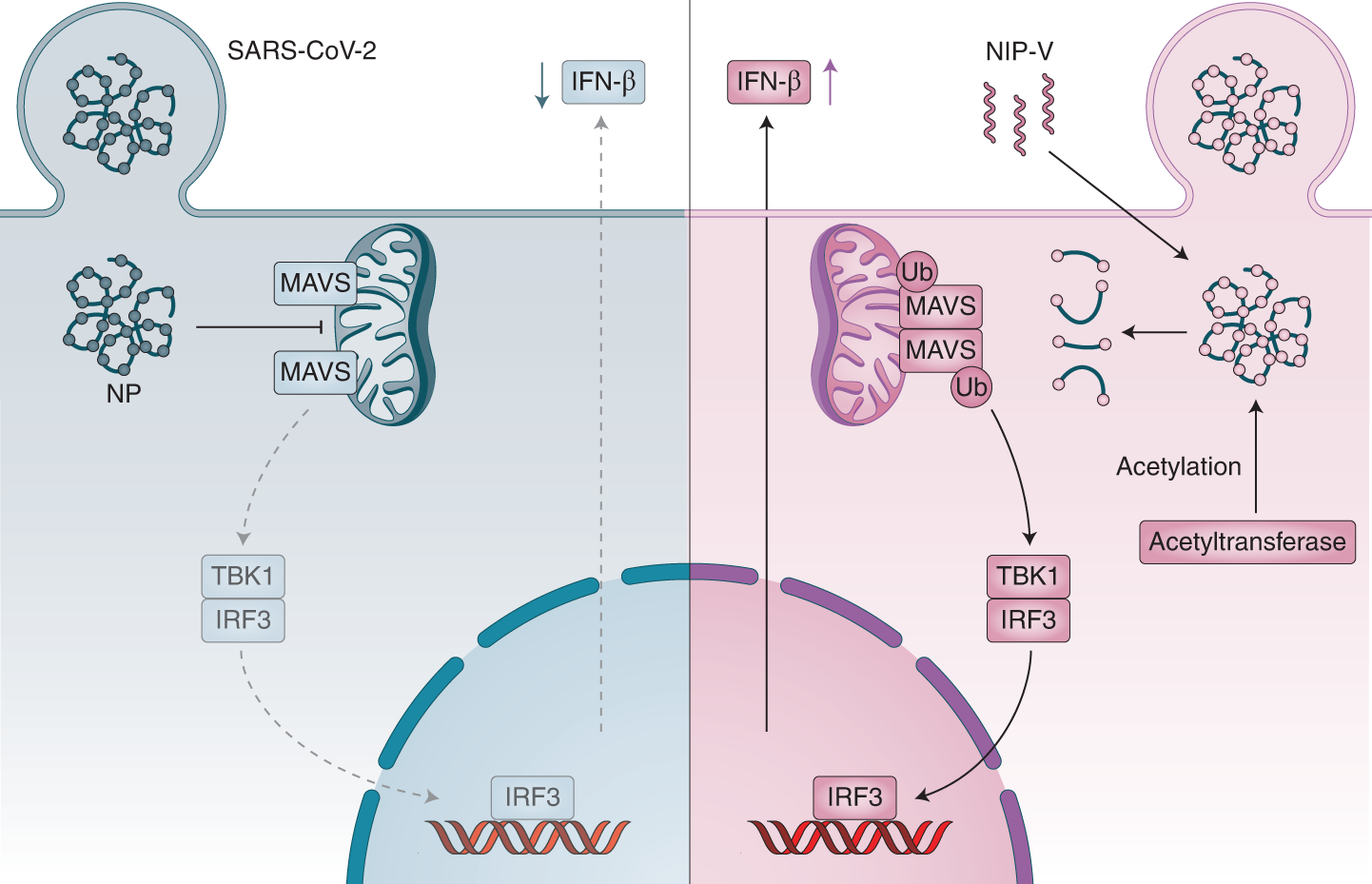 How does SARS-CoV-2 evade the immune defences?