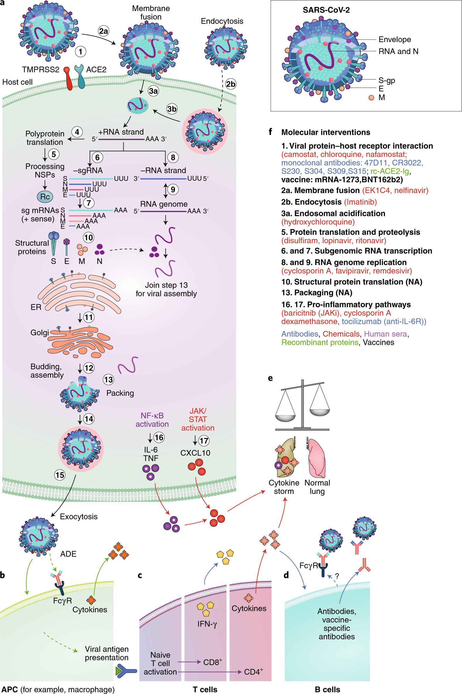 Reply to Garry: The origin of SARS-CoV-2 remains unresolved