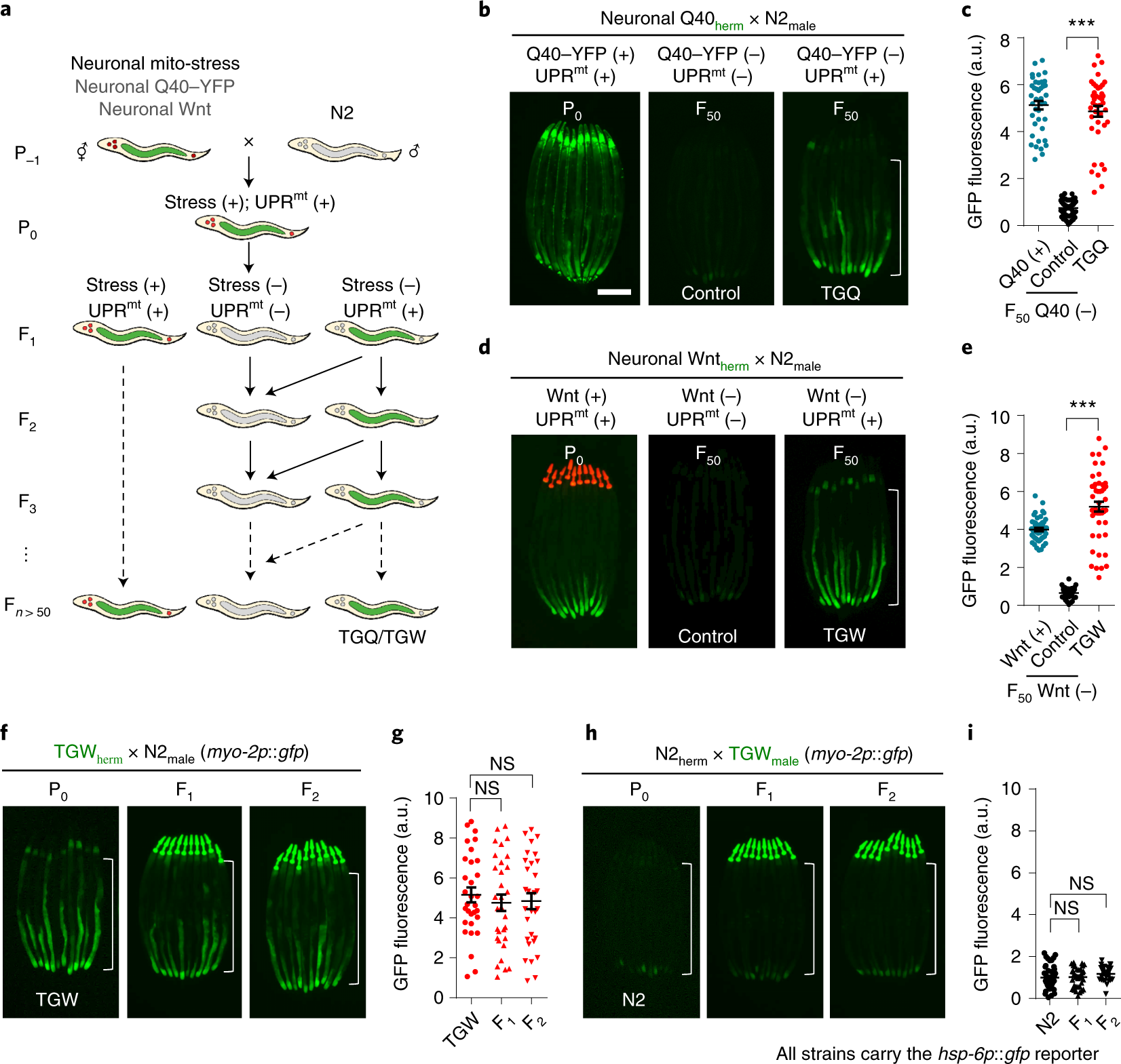 The memory of neuronal mitochondrial stress is inherited  transgenerationally via elevated mitochondrial DNA levels | Nature Cell  Biology