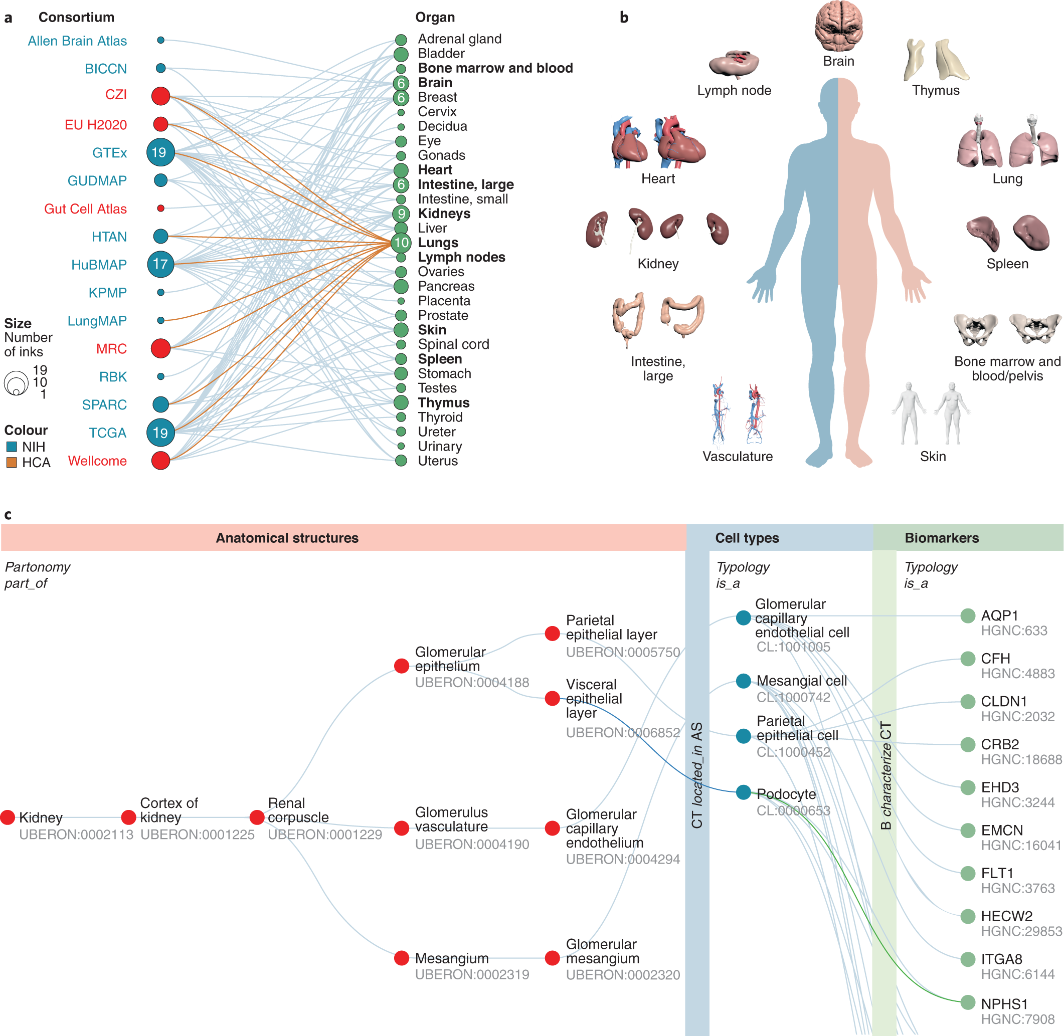Anatomical structures, cell types and biomarkers of the Human Reference  Atlas | Nature Cell Biology