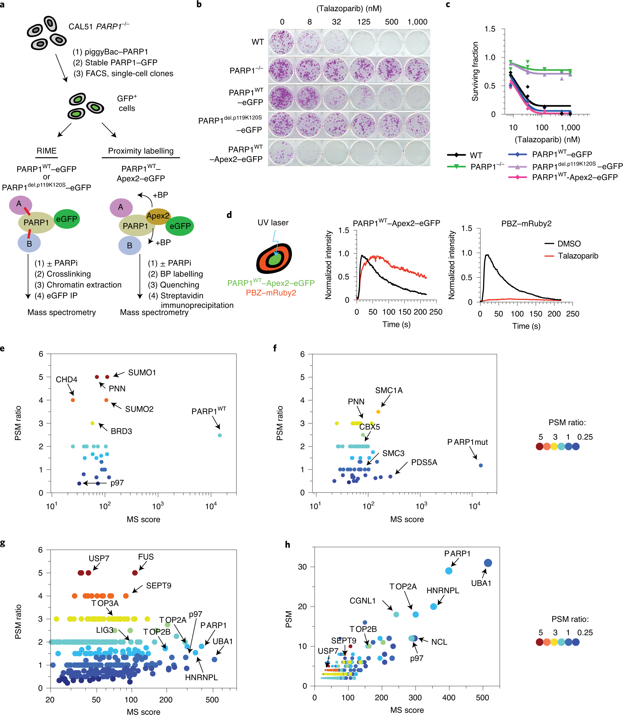 Degradation of HMGB1 and PARP-1 in HeLa cells after infection with C.