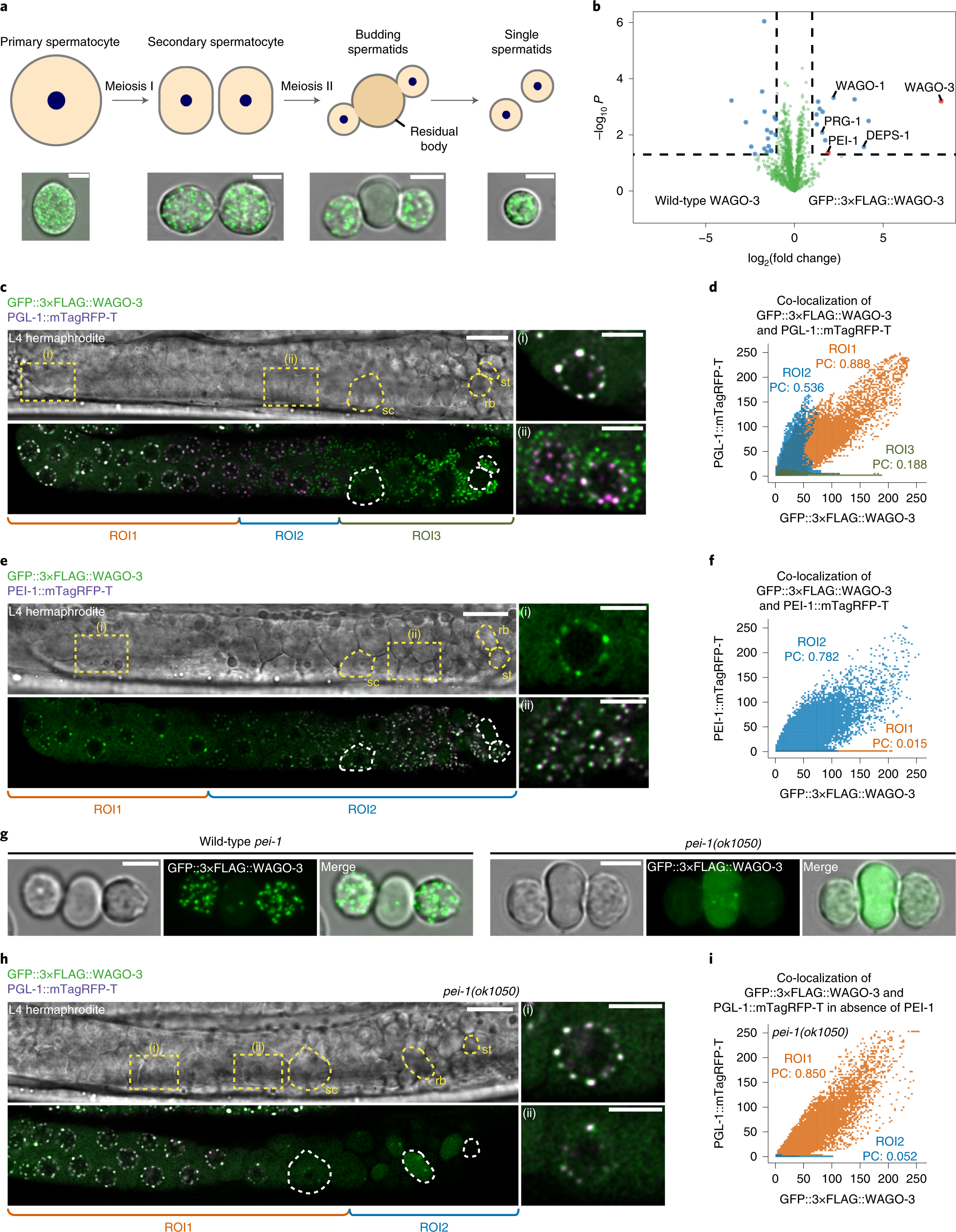 Membrane-associated cytoplasmic granules carrying the Argonaute protein  WAGO-3 enable paternal epigenetic inheritance in Caenorhabditis elegans |  Nature Cell Biology