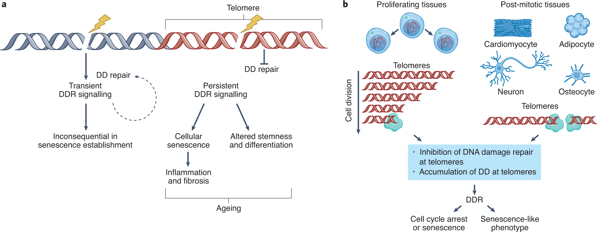 Telomere dysfunction in ageing and age-related diseases | Nature Cell  Biology