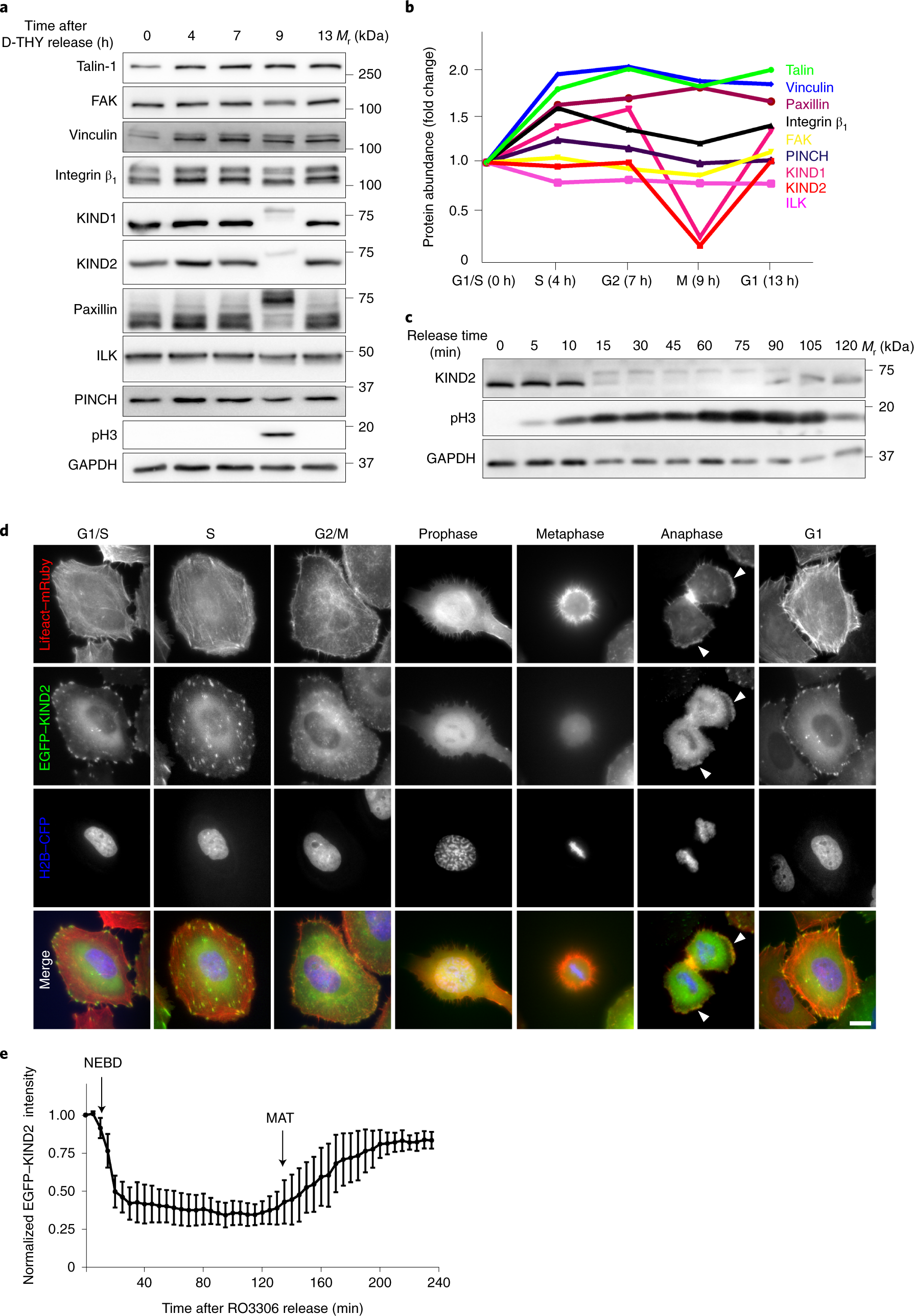 CDK1–cyclin-B1-induced kindlin degradation drives focal adhesion  disassembly at mitotic entry | Nature Cell Biology