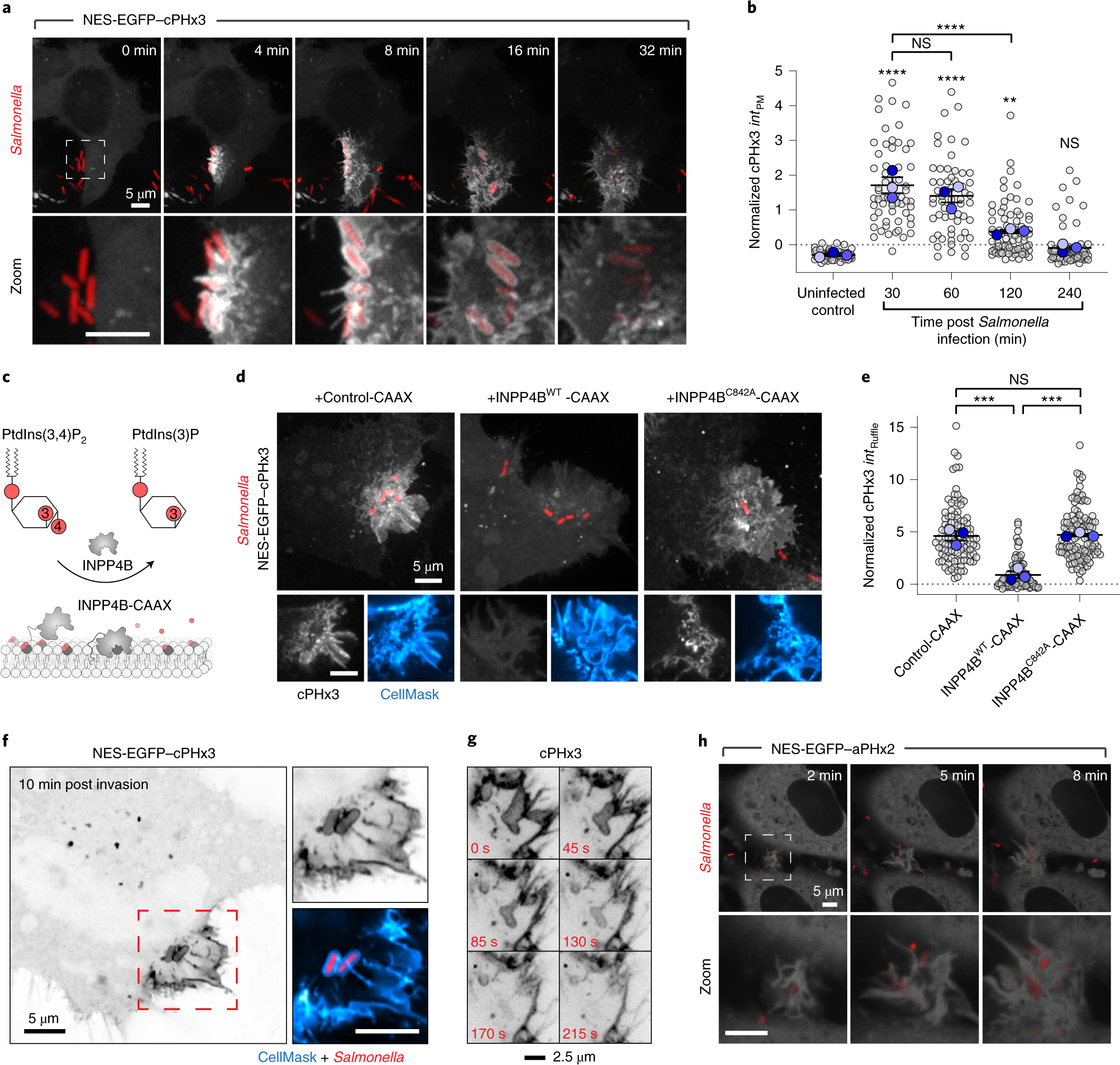 Kinase Independent Synthesis Of 3 Phosphorylated Phosphoinositides By A Phosphotransferase Nature Cell Biology