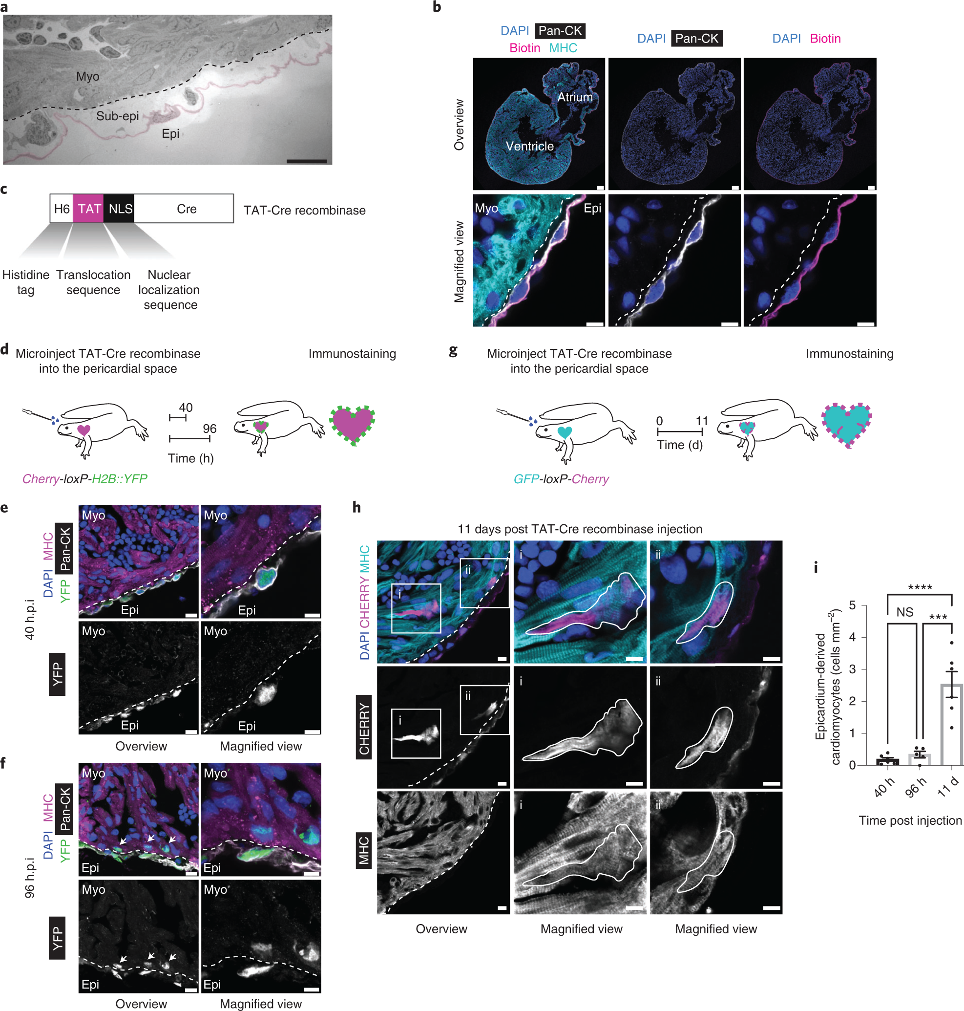 Epicardium-derived cells organize through tight junctions to replenish  cardiac muscle in salamanders | Nature Cell Biology