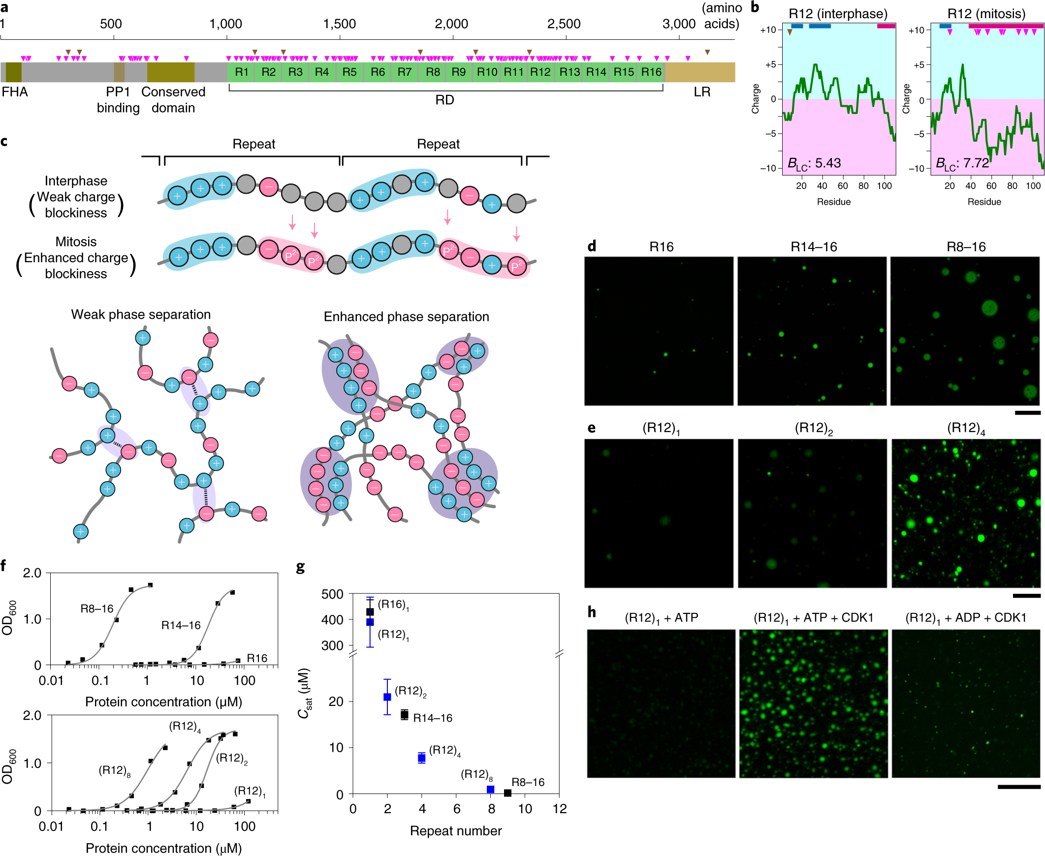 Cell cycle-specific phase separation regulated by protein charge