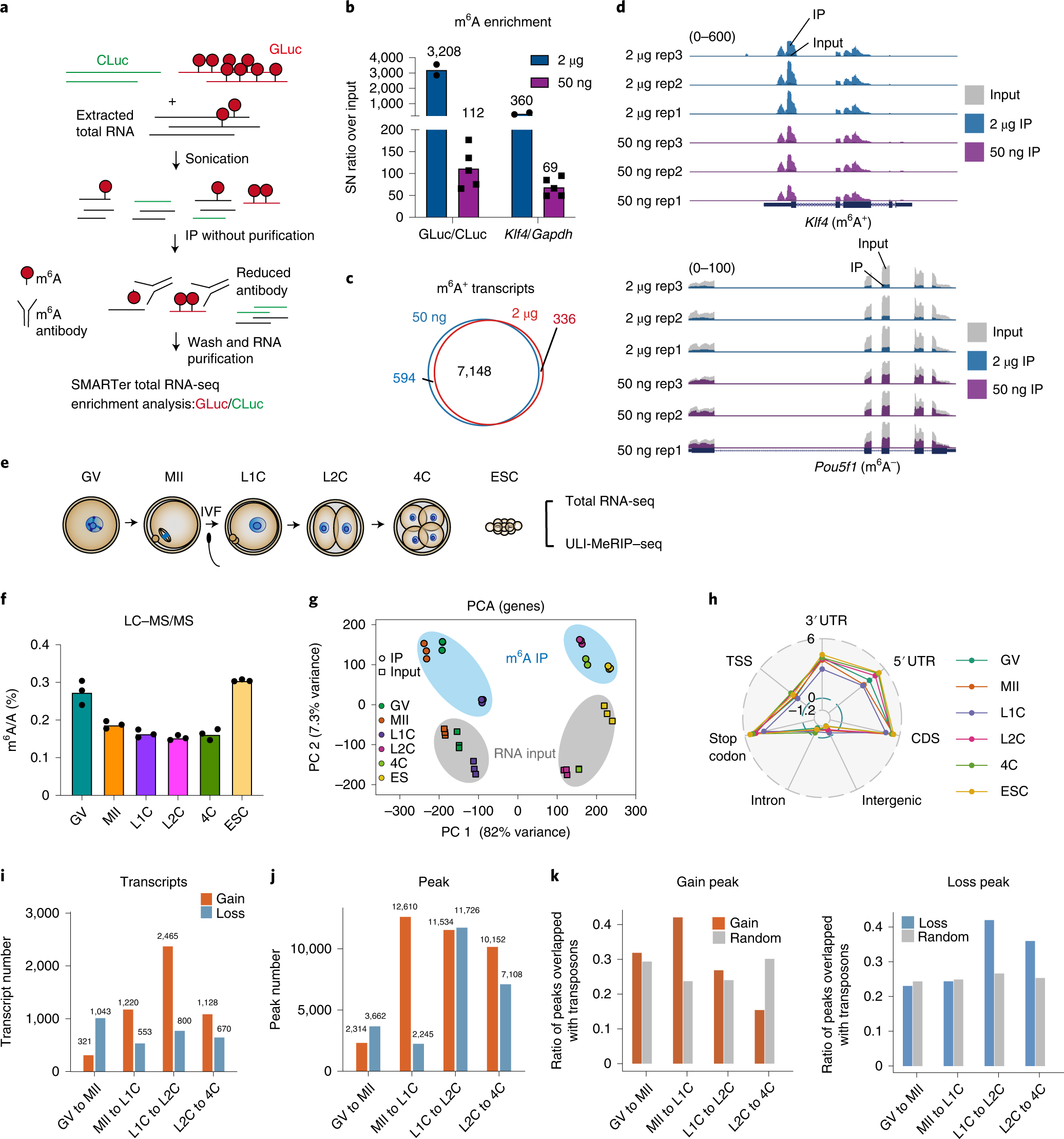 N6-methyladenosine regulates maternal RNA maintenance in oocytes and timely  RNA decay during mouse maternal-to-zygotic transition | Nature Cell Biology