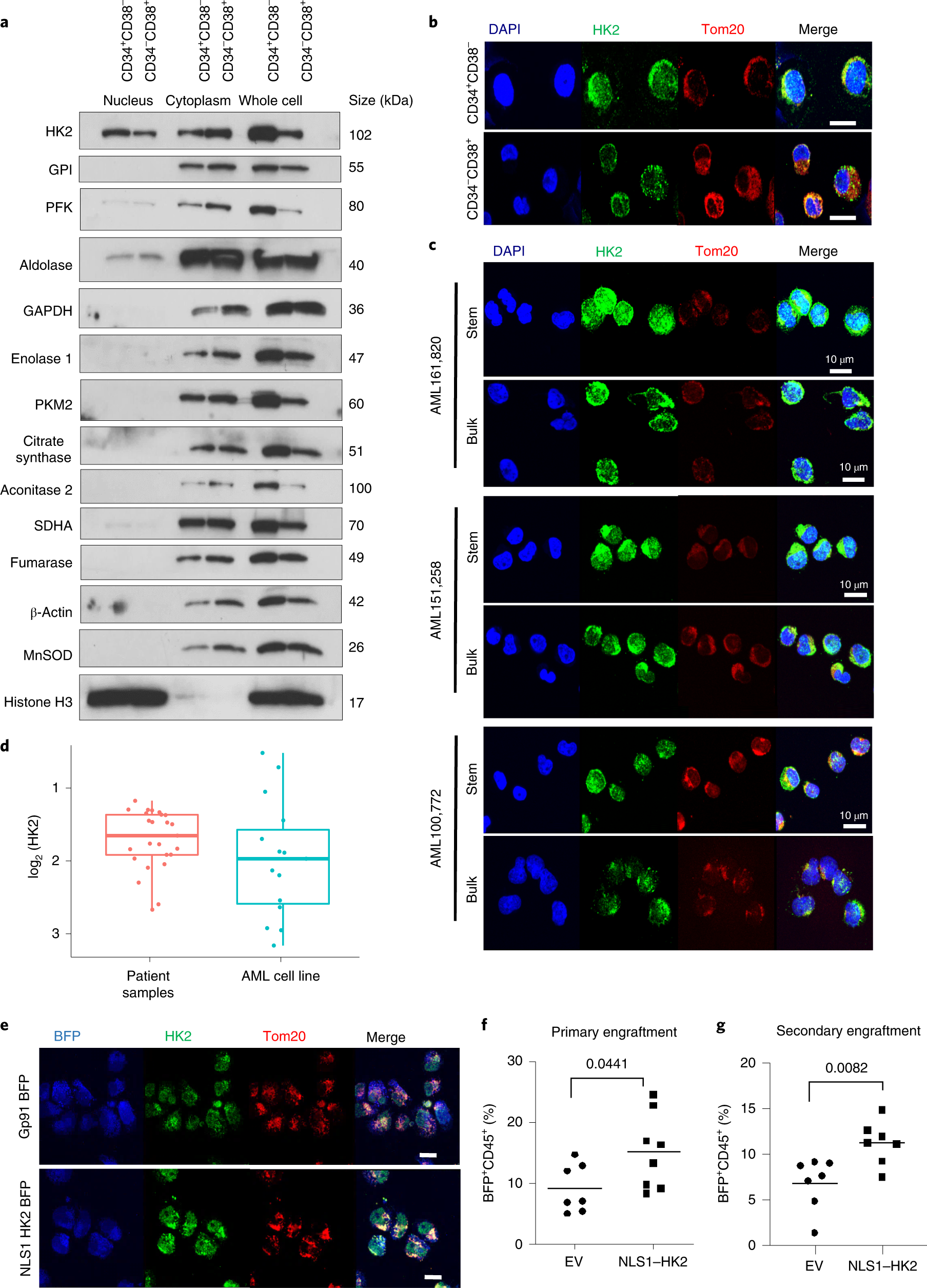 Recombinant Human SCF Protein 255-SC-010: R&D Systems