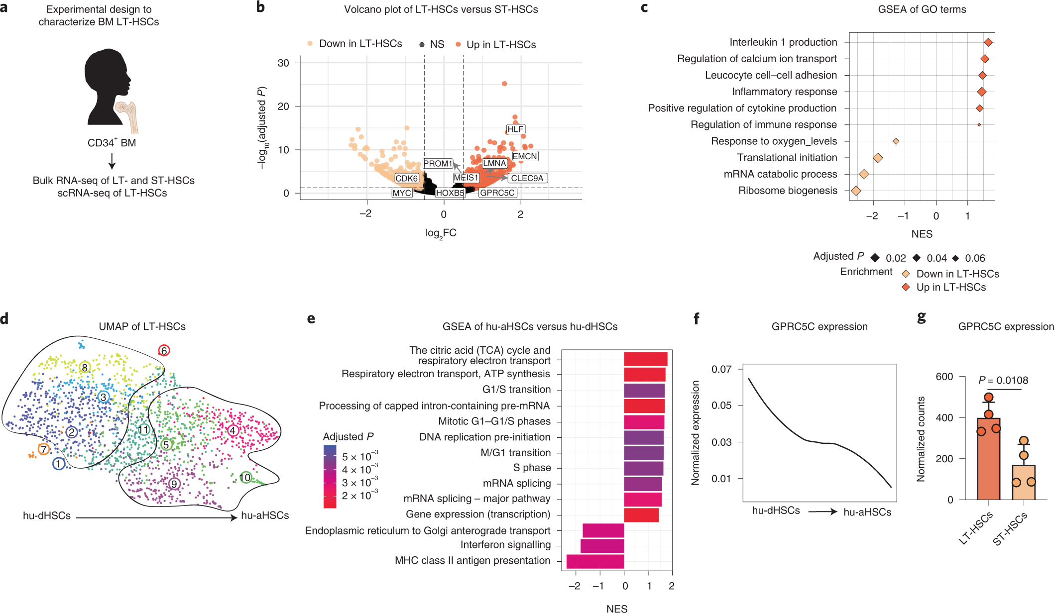 Fig. 1: Identification of a highly dormant HSC population in human BM.