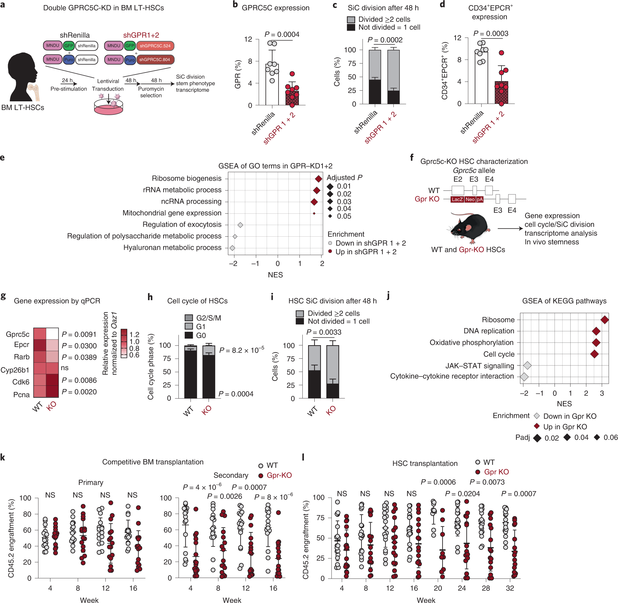 Fig. 3: Loss of GPRC5C impairs stemness and quiescence.