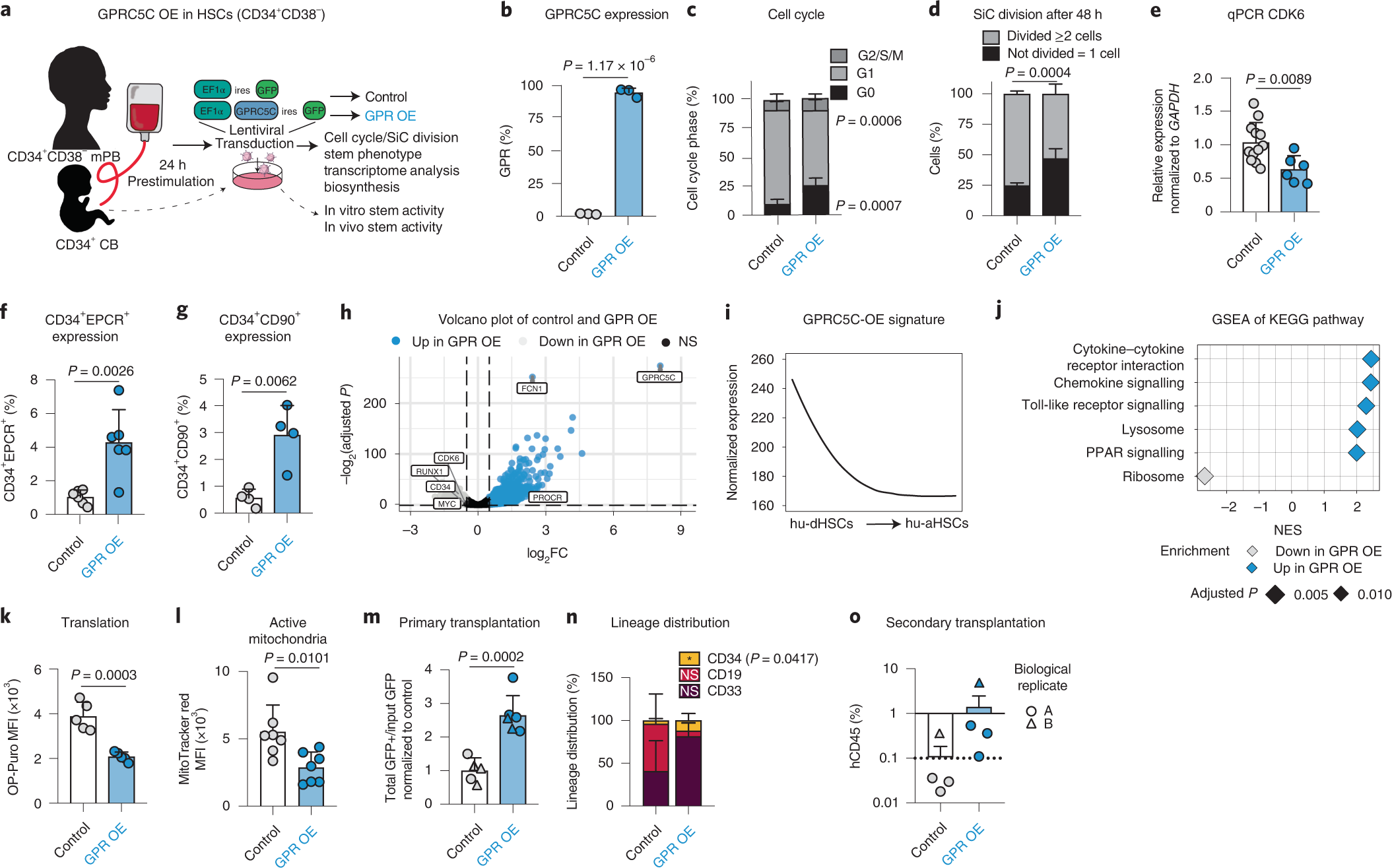 Fig. 4: GPRC5C OE enhances stemness.