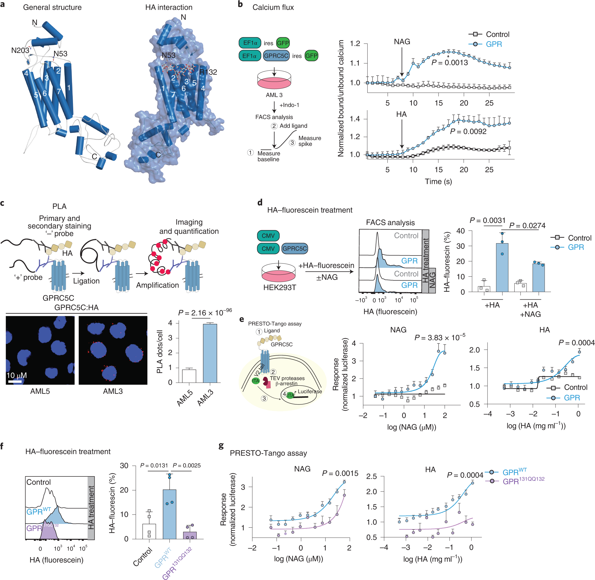 Fig. 5: HA activates GPRC5C signalling.