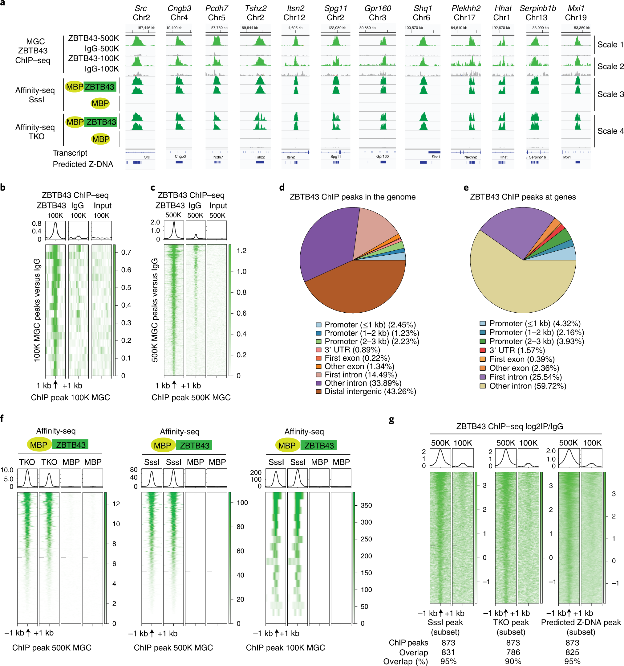 Fig. 7: ZBTB43 binds at PPRs in prospermatogonia in vivo.