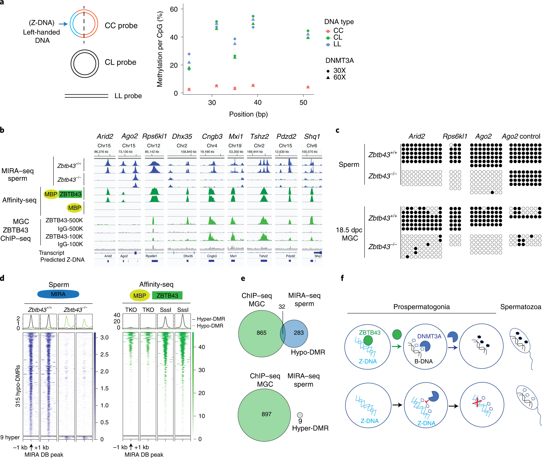 Fig. 8: ZBTB43 is required for de novo methylation of PPRs in prospermatogonia.