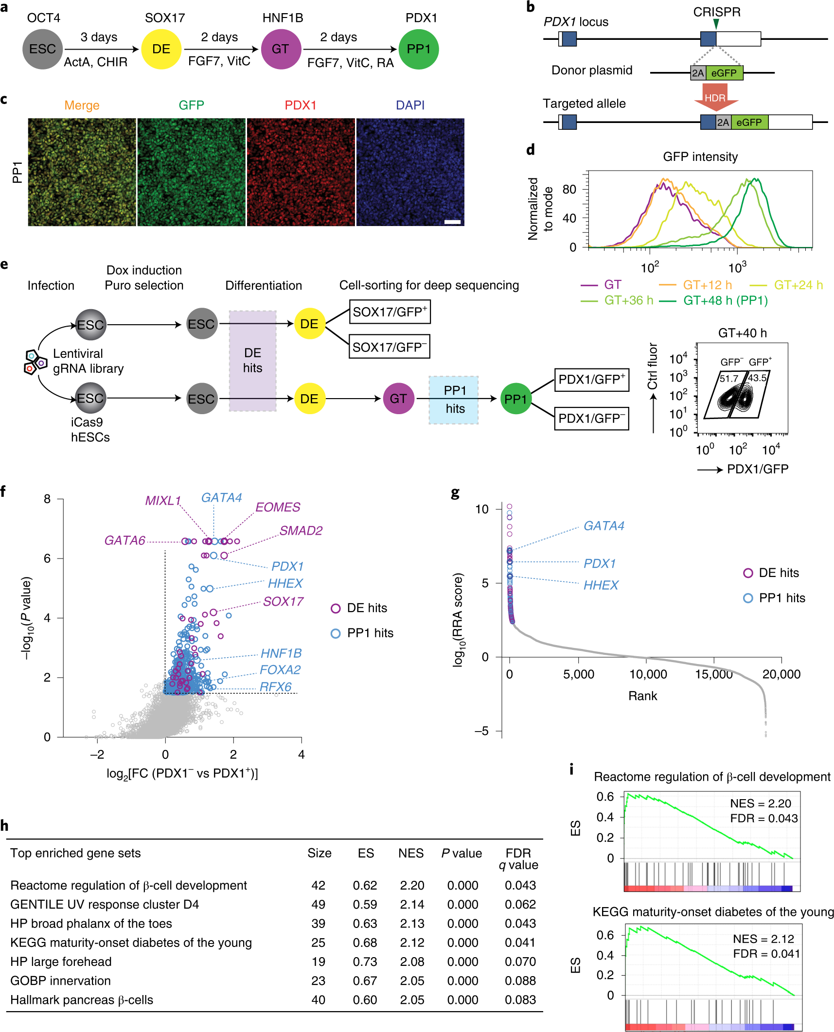 CRISPR screening uncovers a central requirement for HHEX in pancreatic  lineage commitment and plasticity restriction | Nature Cell Biology