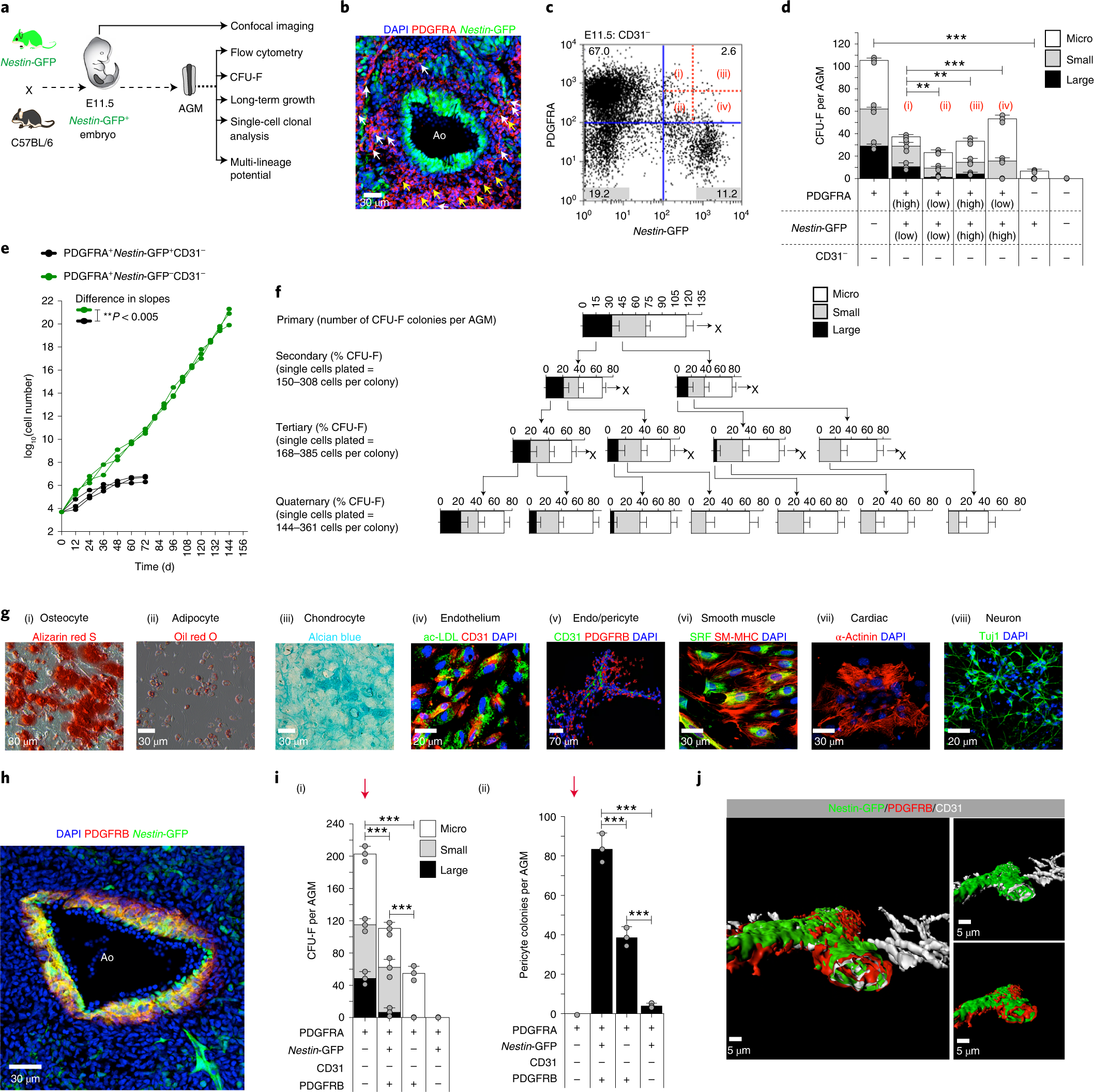 Mesoderm-derived PDGFRA+ cells regulate the emergence of hematopoietic stem  cells in the dorsal aorta | Nature Cell Biology