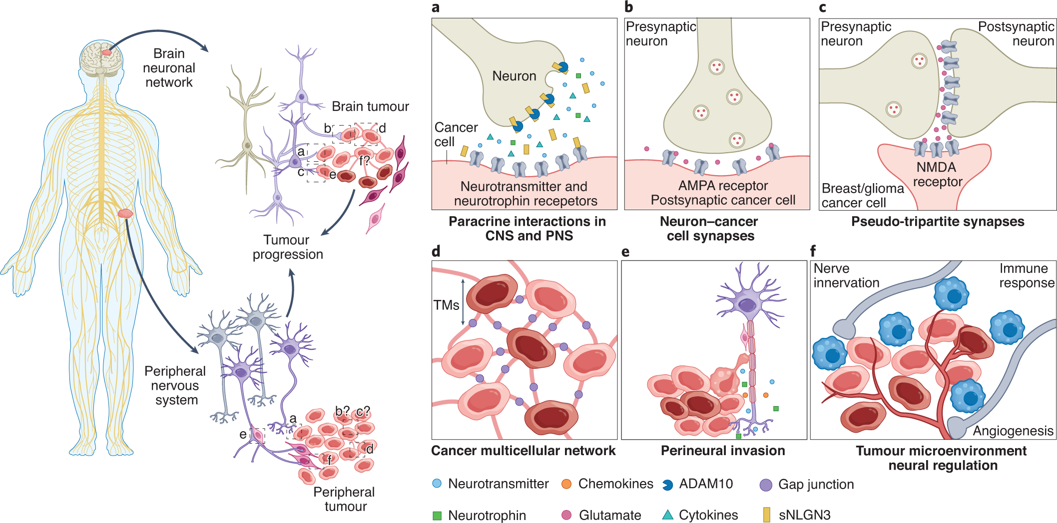 Genetic Mutations in Brain Tumors Could Turn Out Useful - Neuroscience News