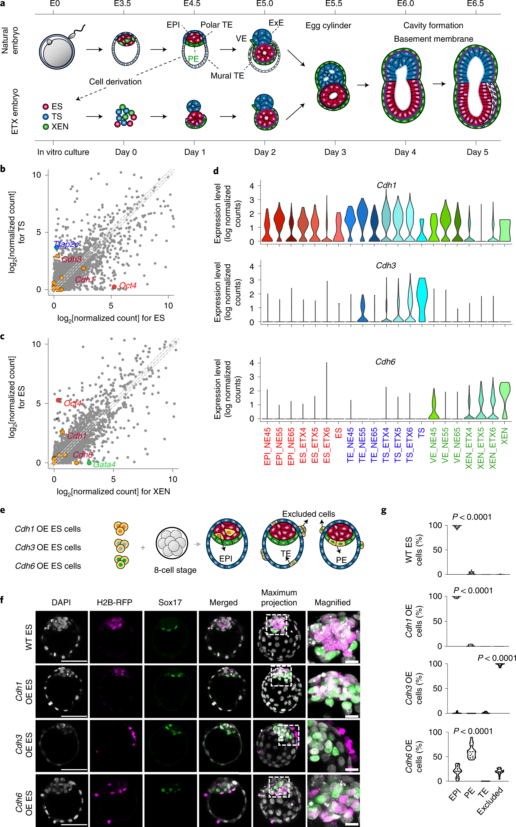 Stem cell-derived synthetic embryos self-assemble by exploiting cadherin  codes and cortical tension | Nature Cell Biology