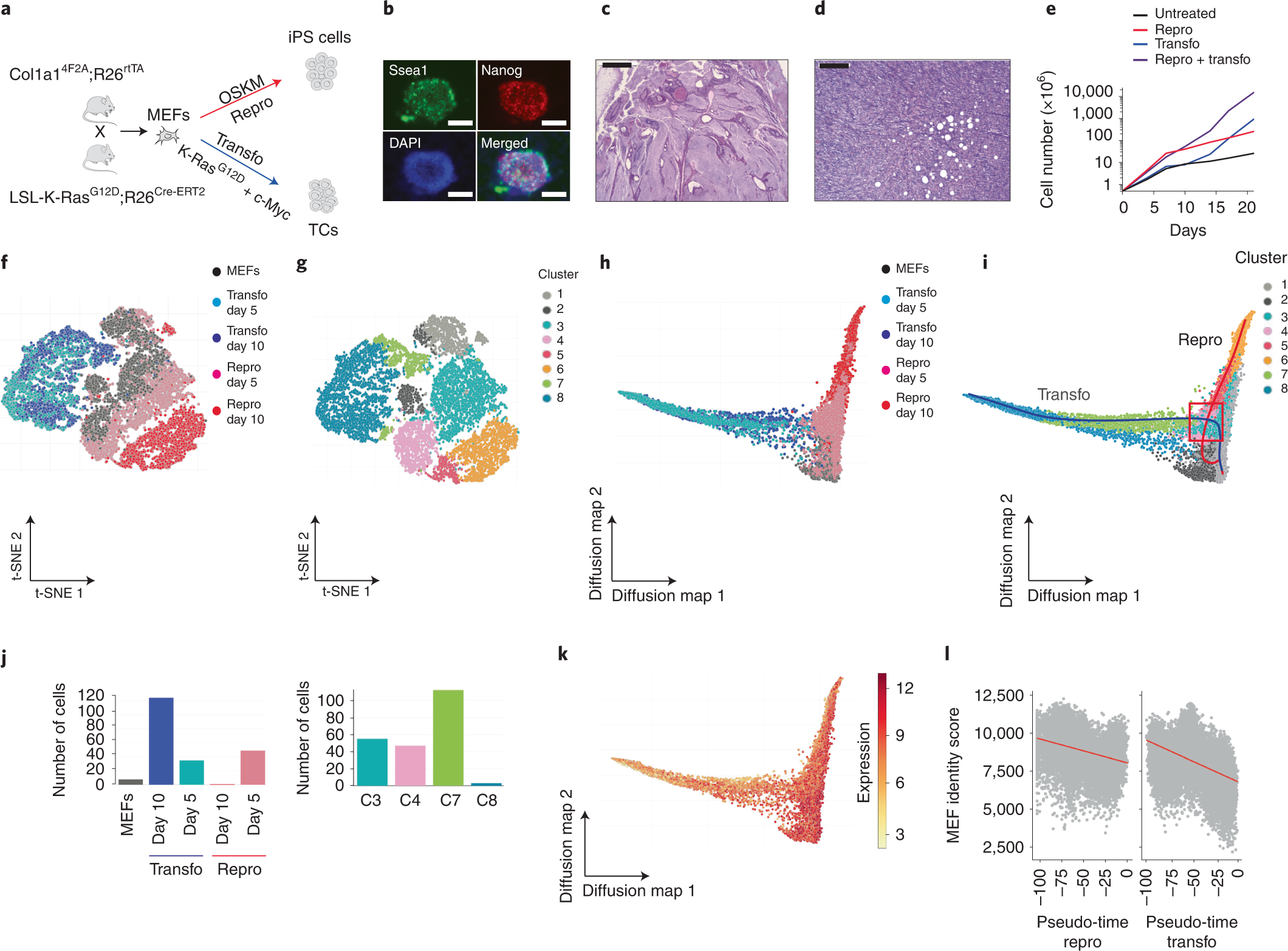 Comparative roadmaps of reprogramming and oncogenic transformation identify  Bcl11b and Atoh8 as broad regulators of cellular plasticity | Nature Cell  Biology