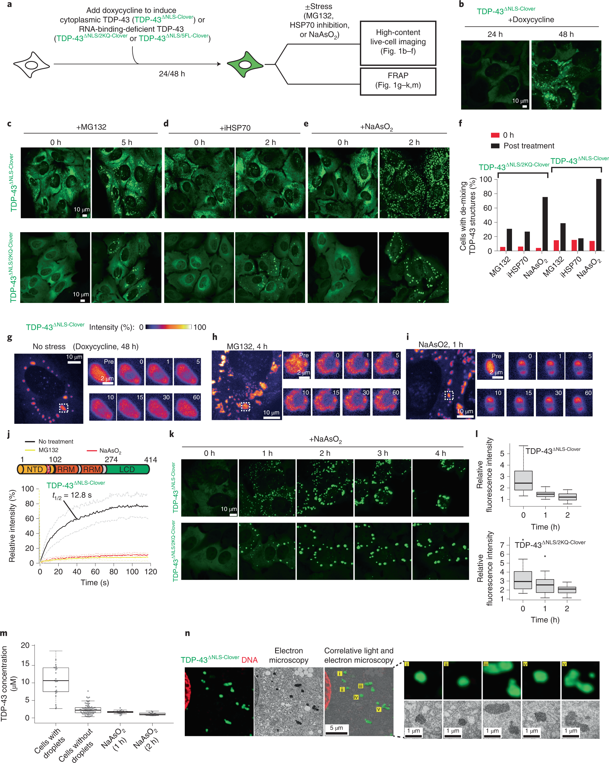 Heat-shock chaperone HSPB1 regulates cytoplasmic TDP-43 phase separation  and liquid-to-gel transition | Nature Cell Biology