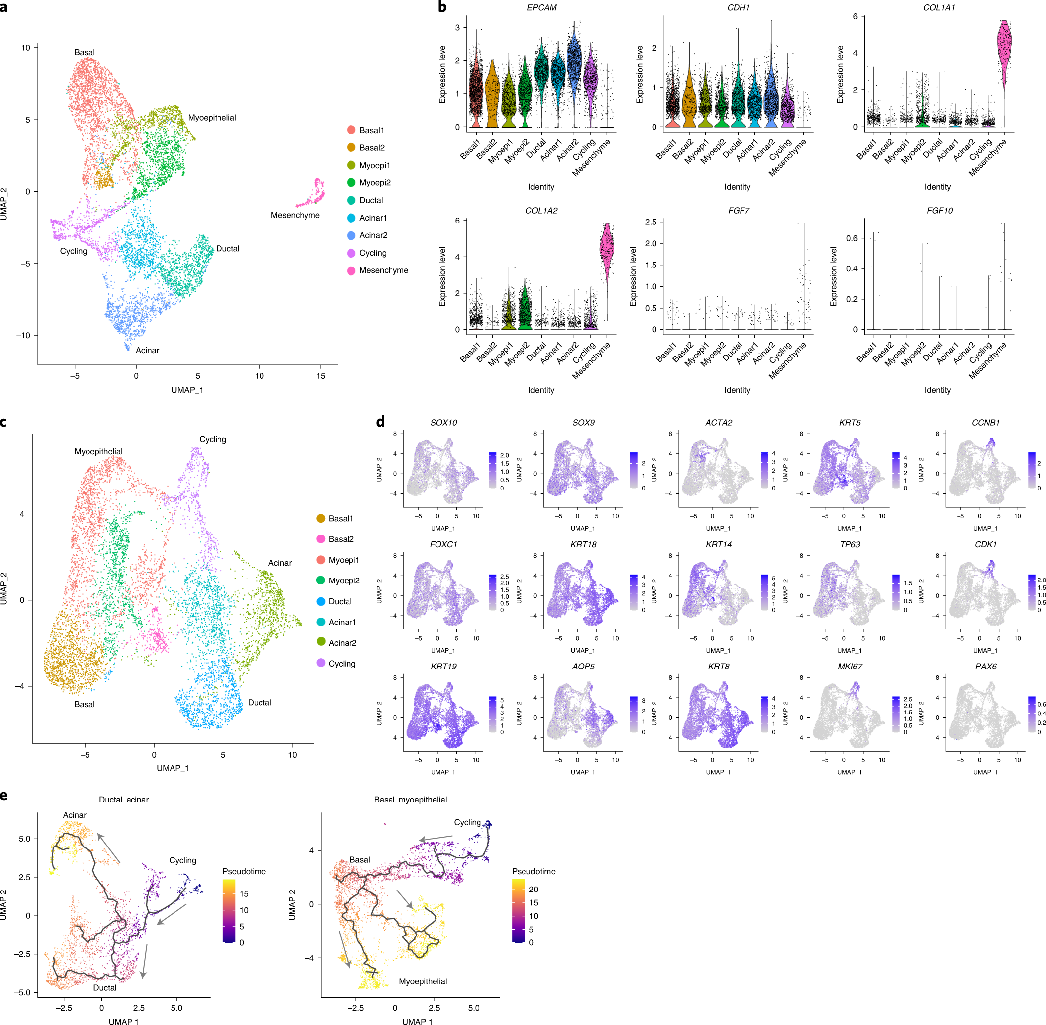 Fig. 4: scRNA-seq reveals cell-type heterogeneity in hiSGs.