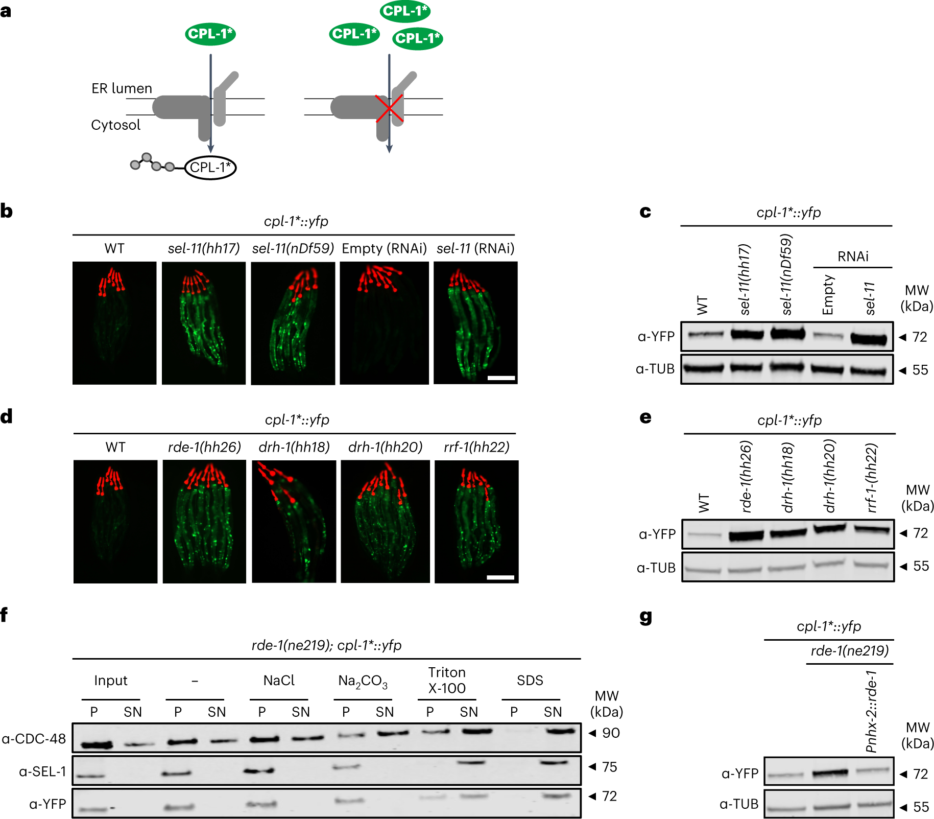 Fig. 1: A role for exo-RNAi in ER homeostasis.