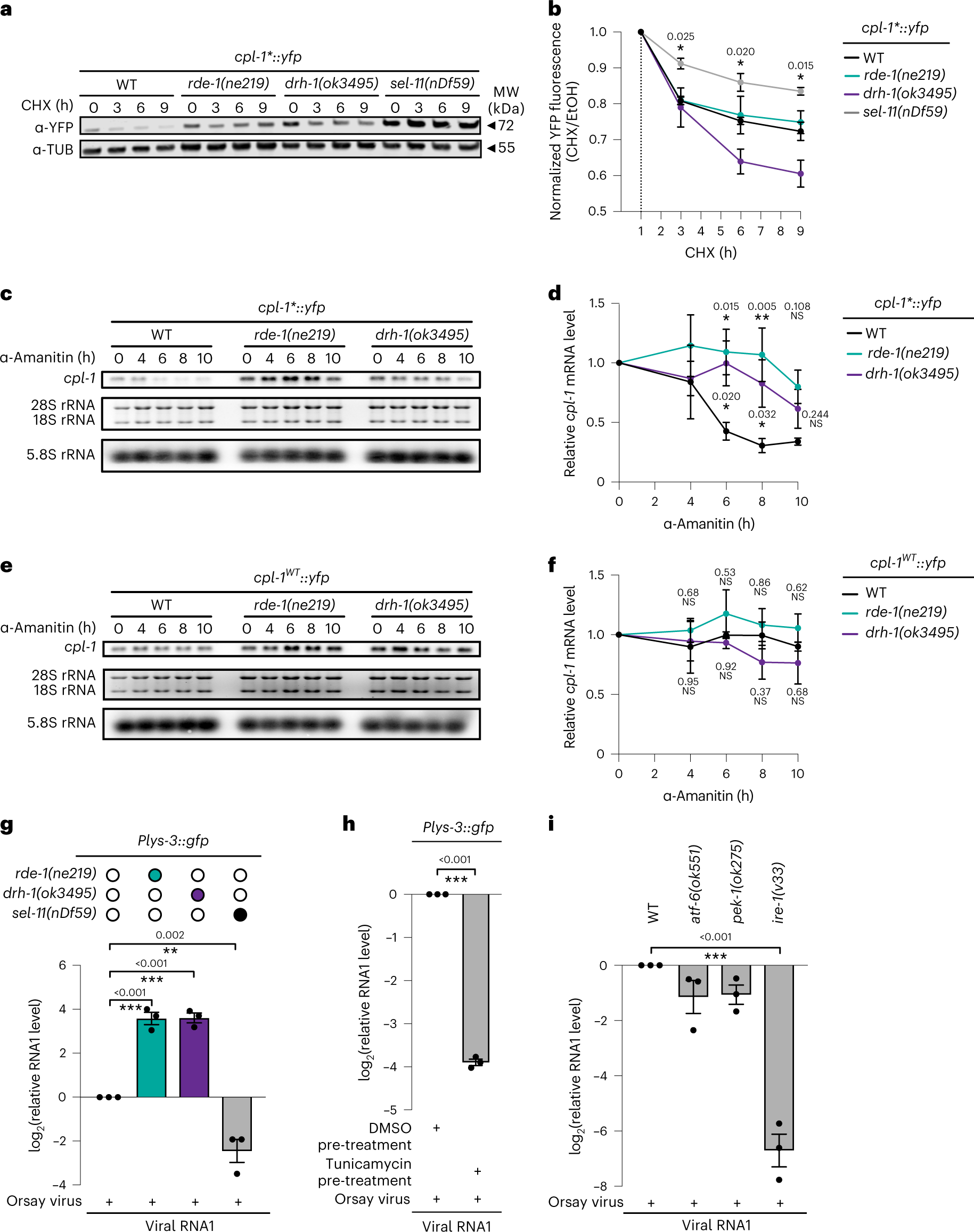 Fig. 2: Post-transcriptional regulation of ERAD substrate and viral RNA level.