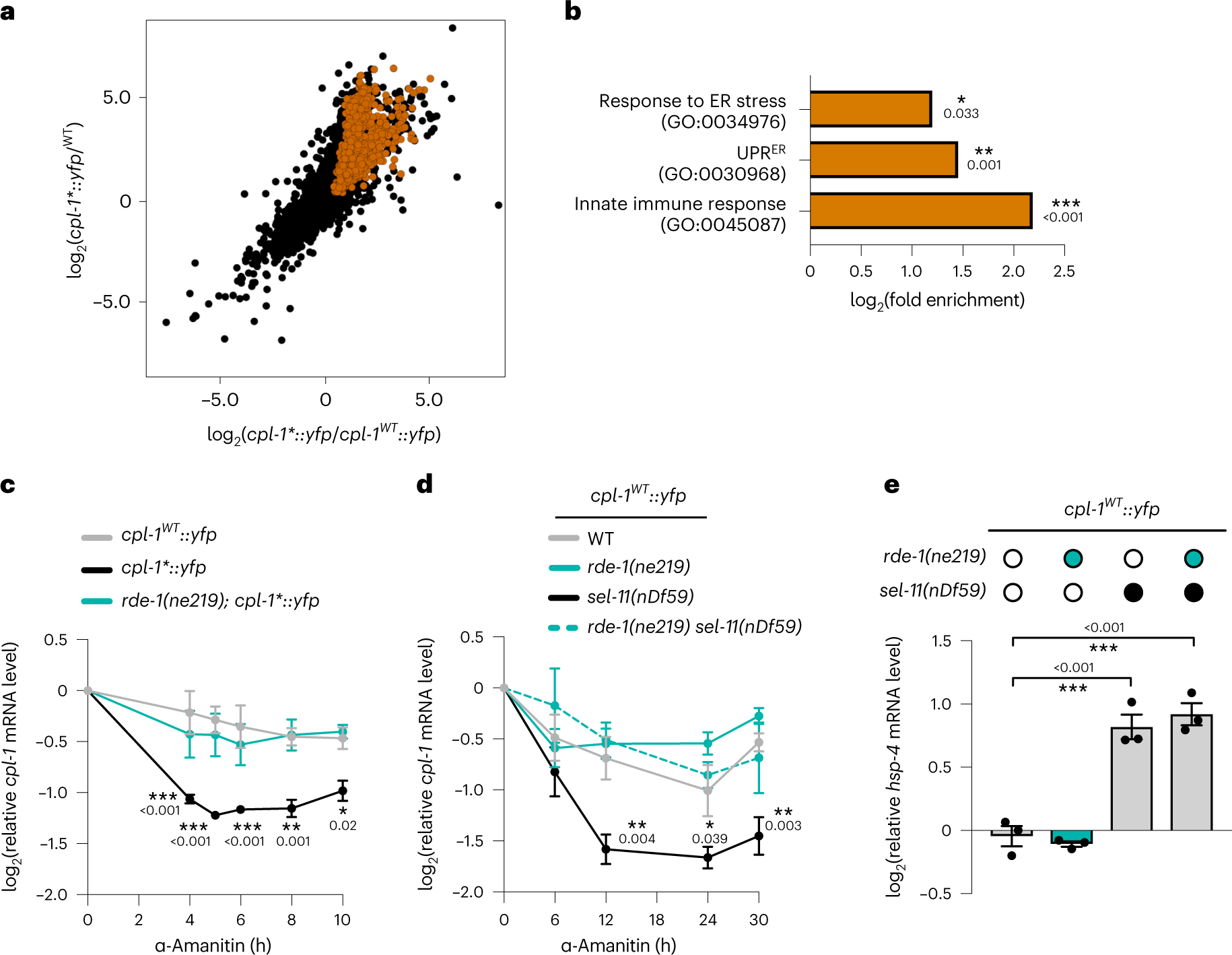 Fig. 3: RDE-1-dependent RNA turnover is affected by ER stress.