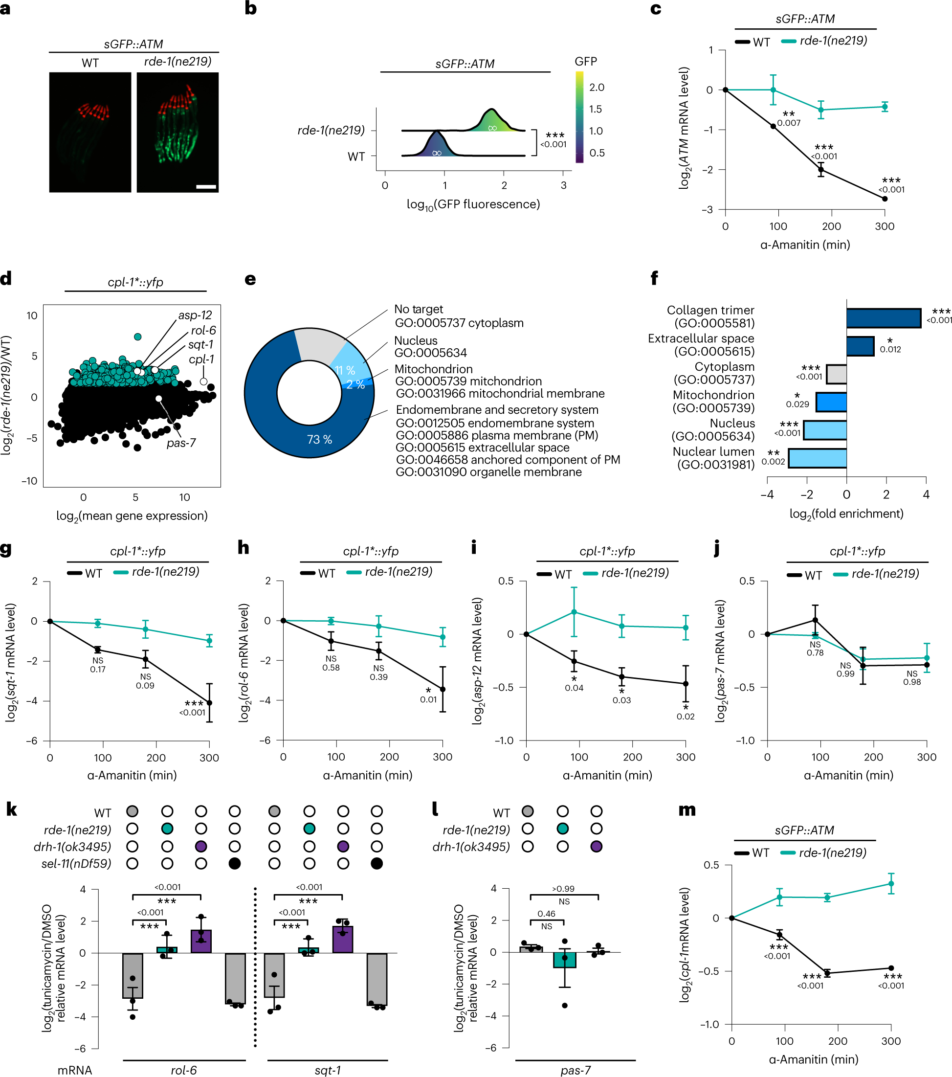 Fig. 4: Endogenous mRNAs regulated by RDE-1.