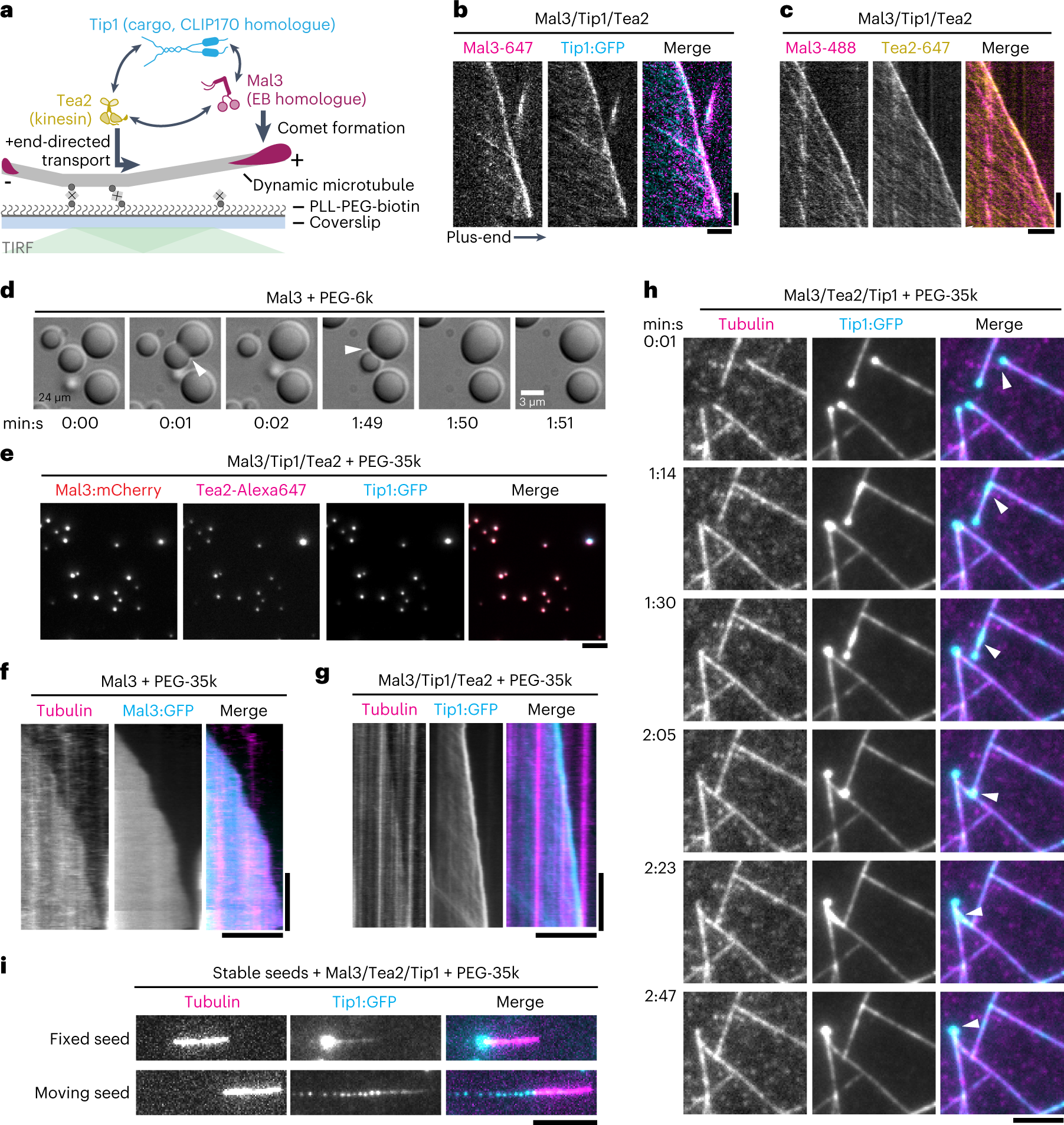 Phase separation on microtubules: from droplet formation to cellular  function?: Trends in Cell Biology