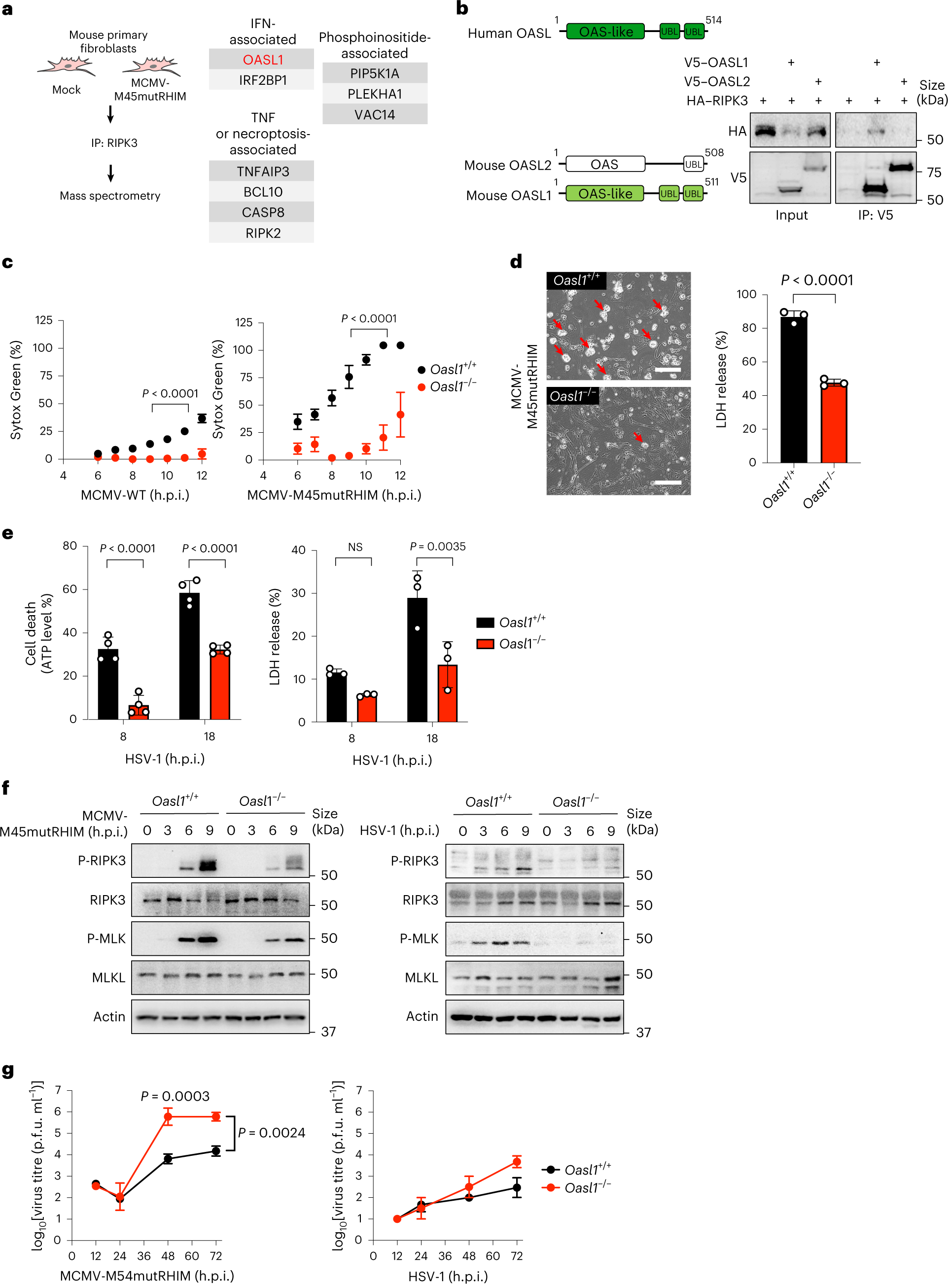 OASL phase condensation induces amyloid-like fibrillation of RIPK3 to  promote virus-induced necroptosis | Nature Cell Biology