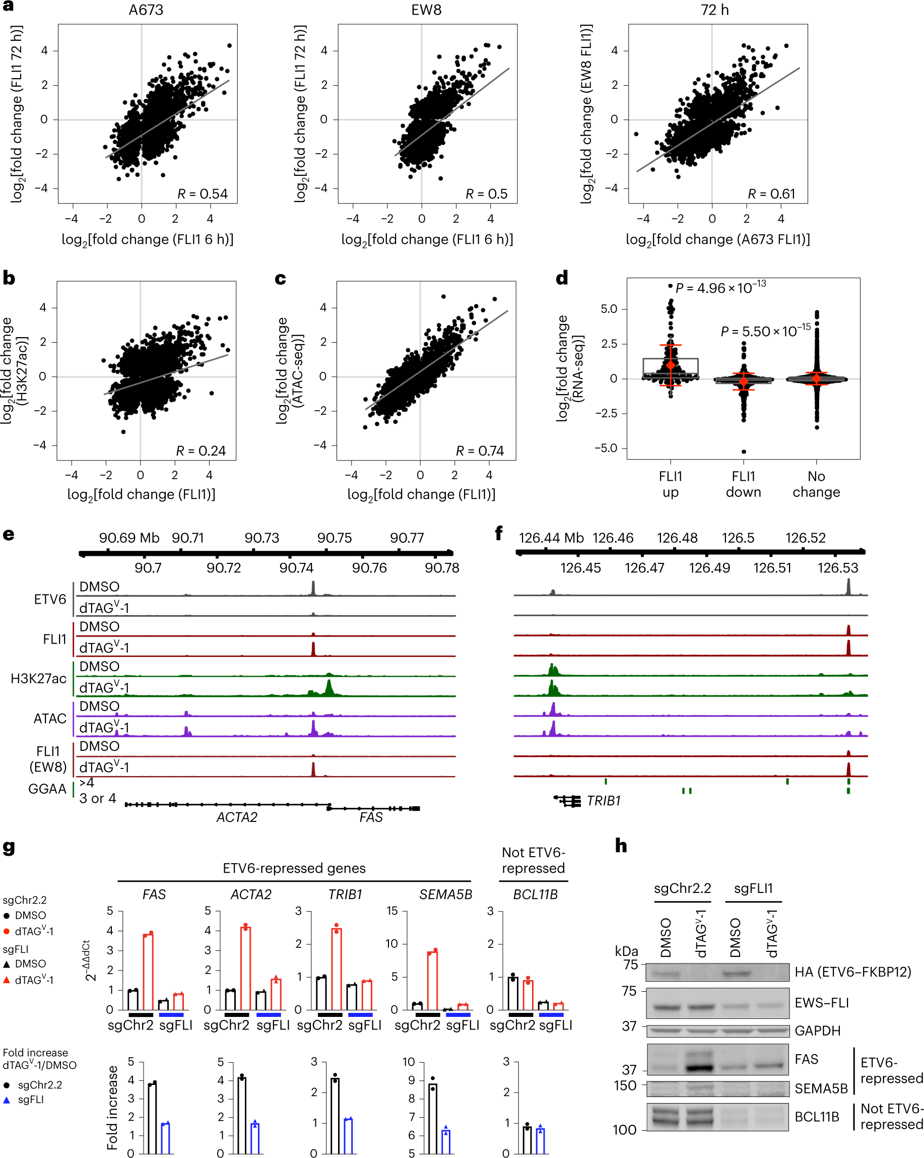Fig. 4: ETV6 constrains EWS–FLI-induced gene expression.