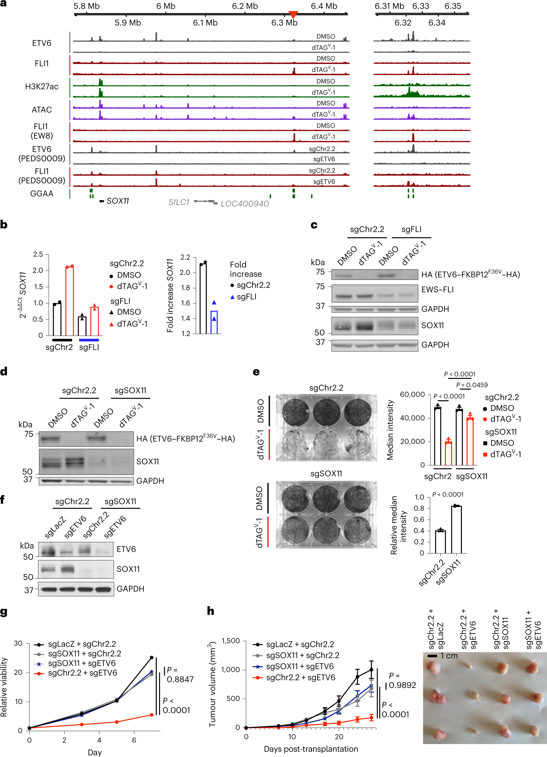 Fig. 6: Knockout of the ETV6-repressed gene SOX11 rescues the phenotype of ETV6 loss.
