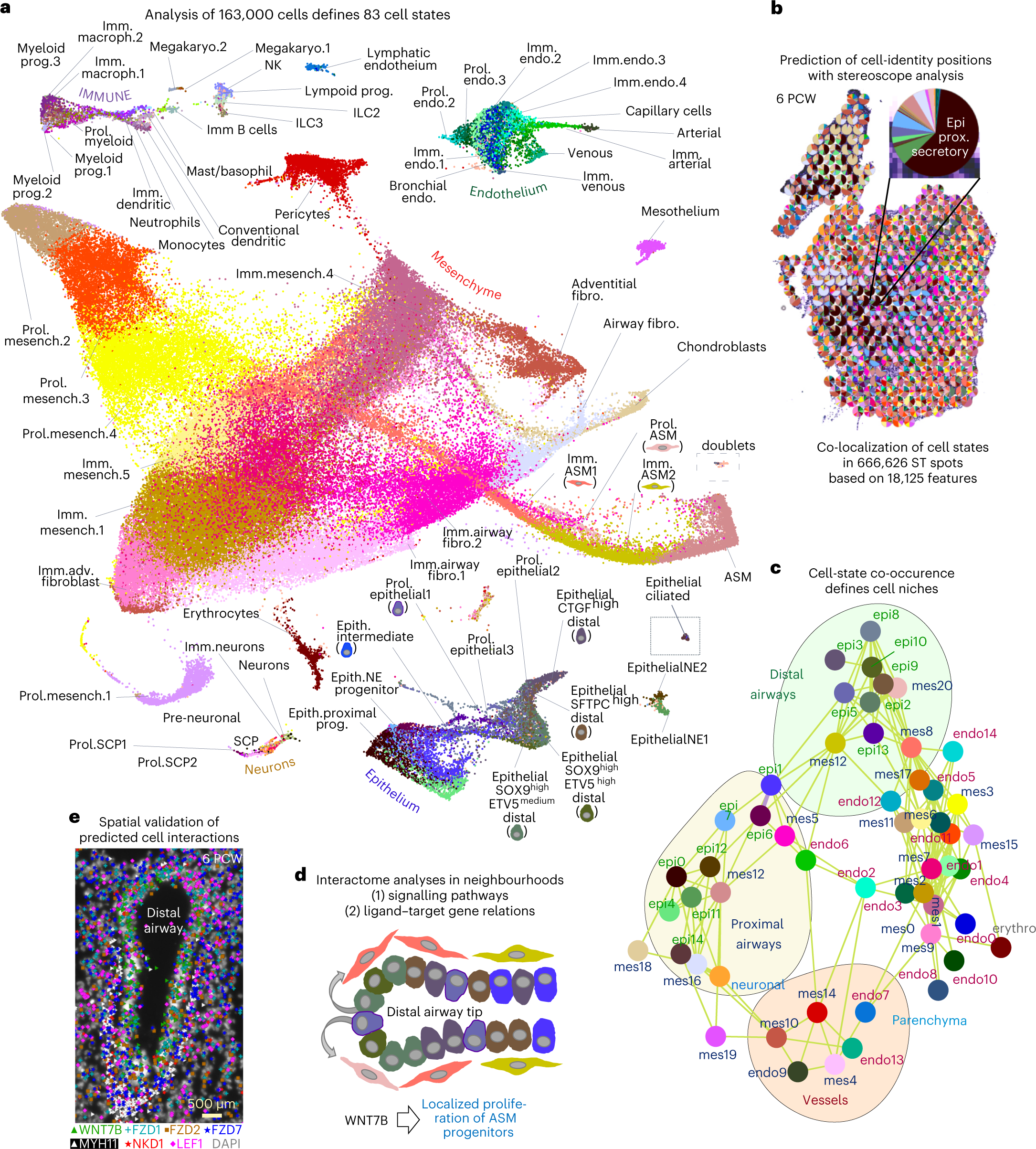 A topographic atlas defines developmental origins of cell heterogeneity in  the human embryonic lung | Nature Cell Biology