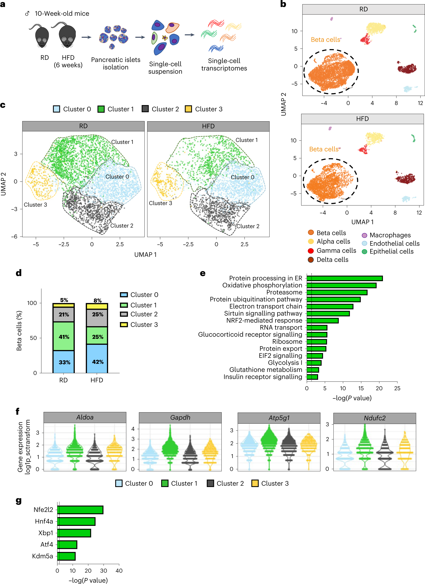 frisk Spaceship hæk A beta cell subset with enhanced insulin secretion and glucose metabolism  is reduced in type 2 diabetes | Nature Cell Biology